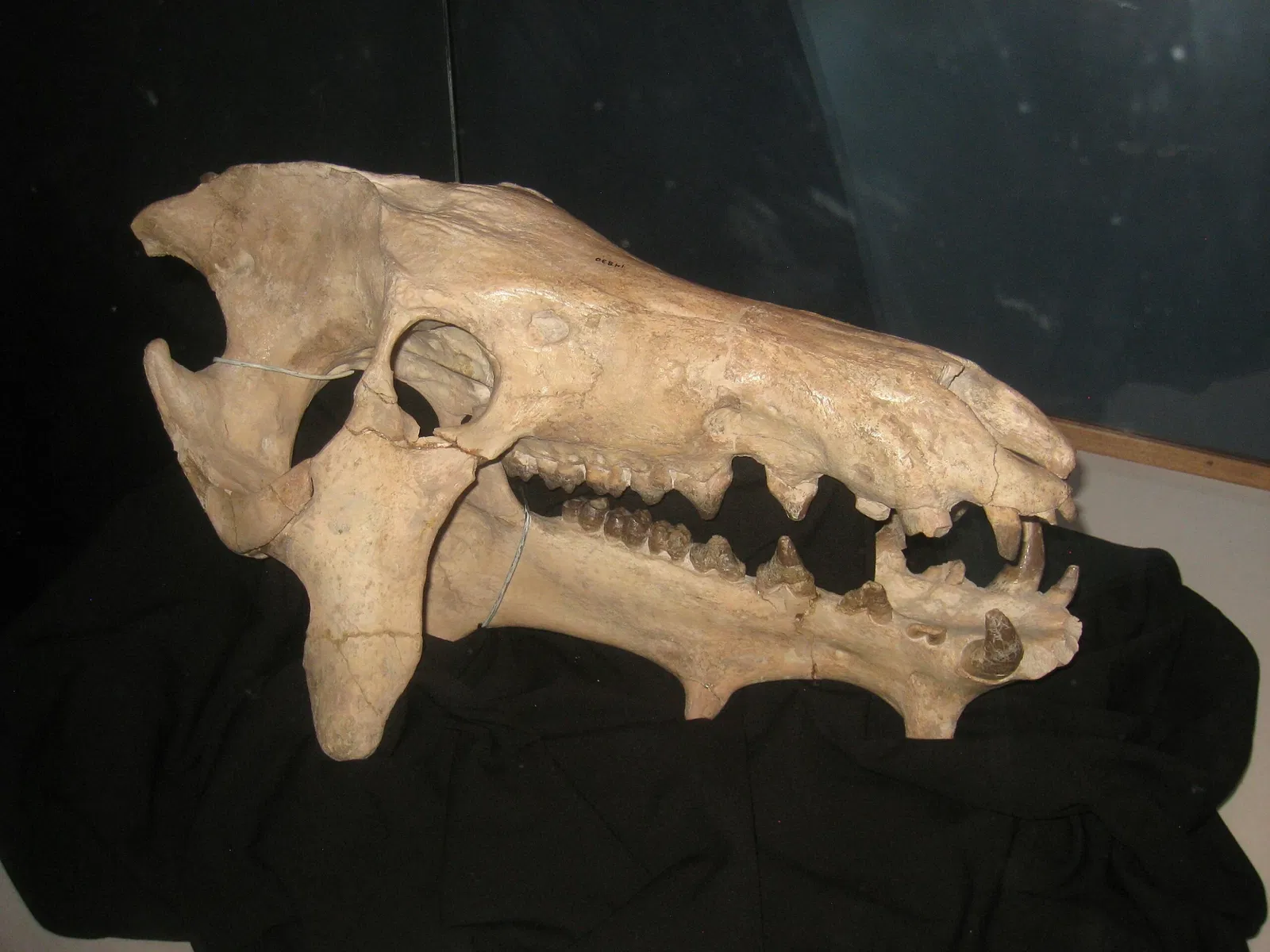 Academy of Natural Sciences of Drexel University