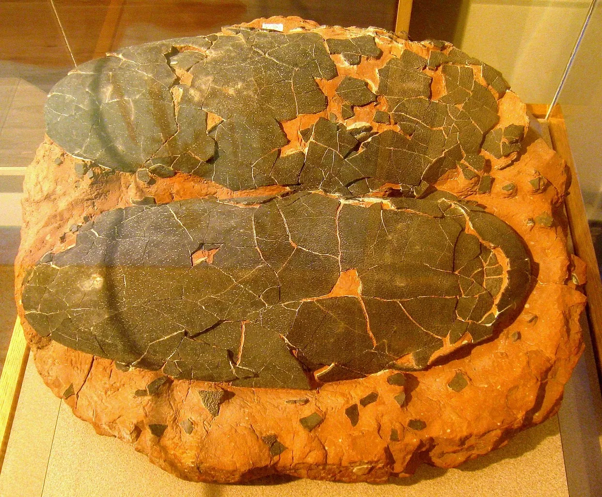 Academia de Ciencias Naturales de la Universidad Drexel