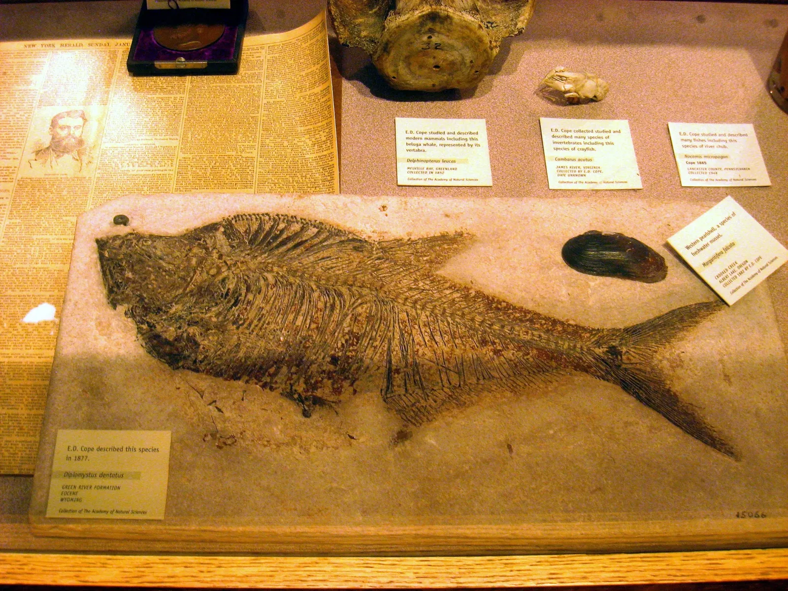 Academia de Ciencias Naturales de la Universidad Drexel