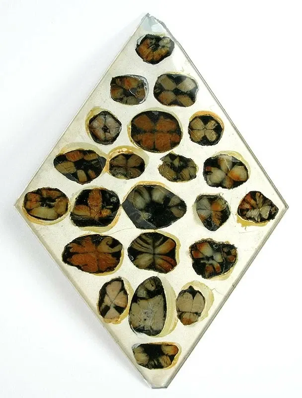 Academia de Ciencias Naturales de la Universidad Drexel