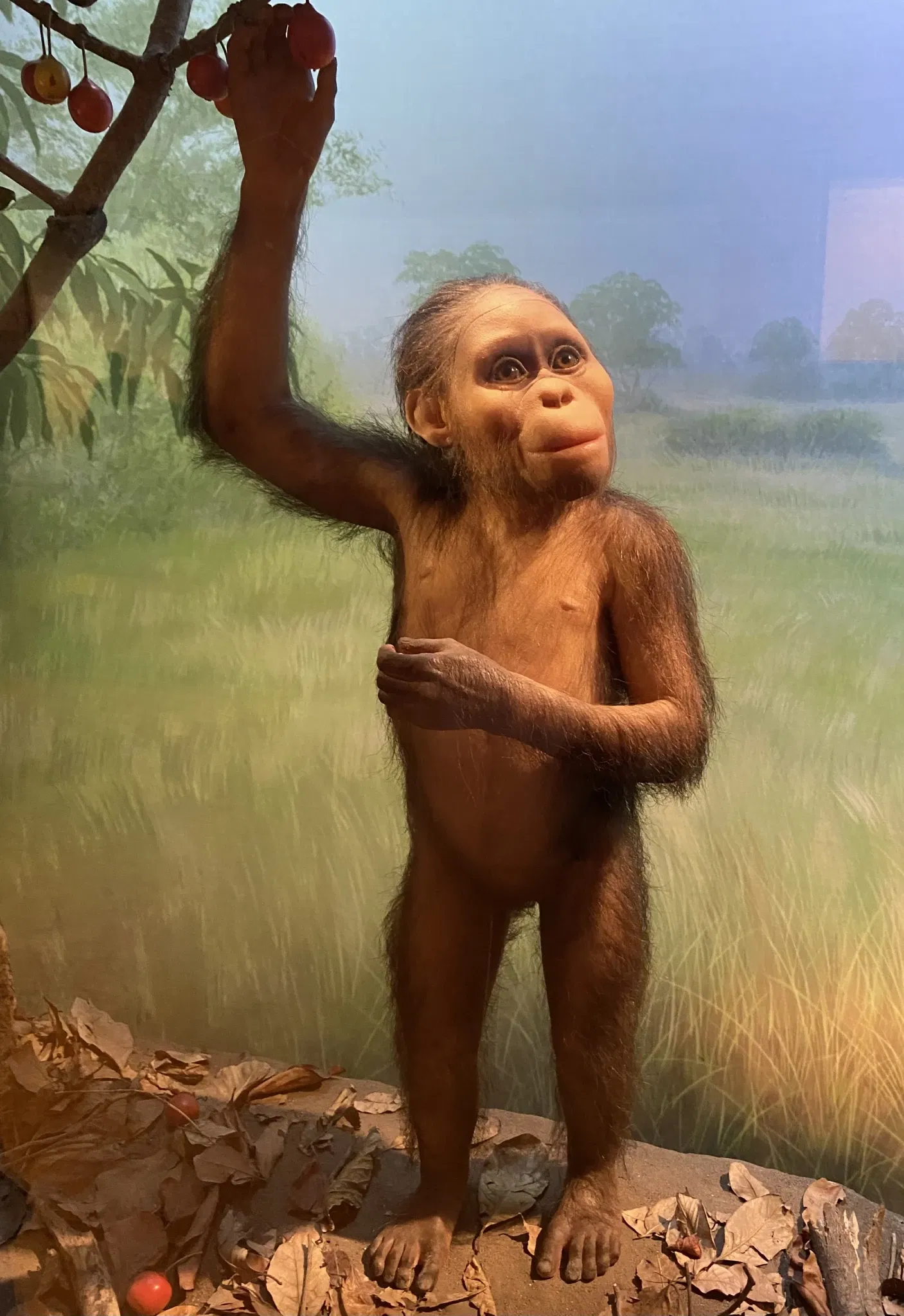 California Academy of Sciences