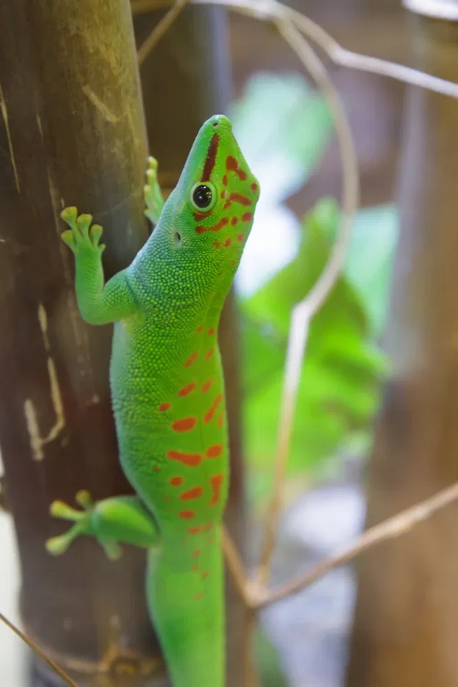 Academia de Ciencias de California