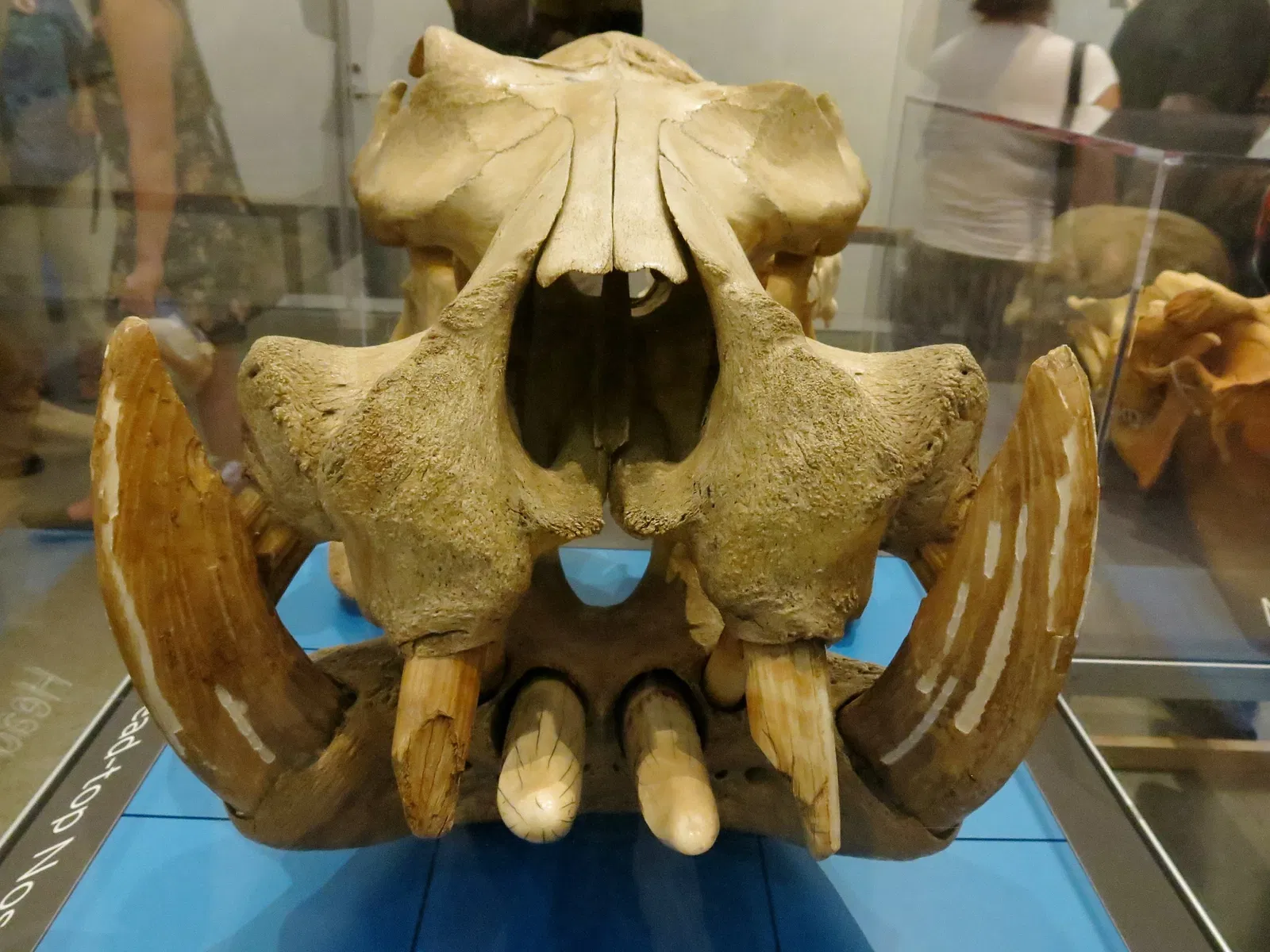 Academia de Ciencias de California