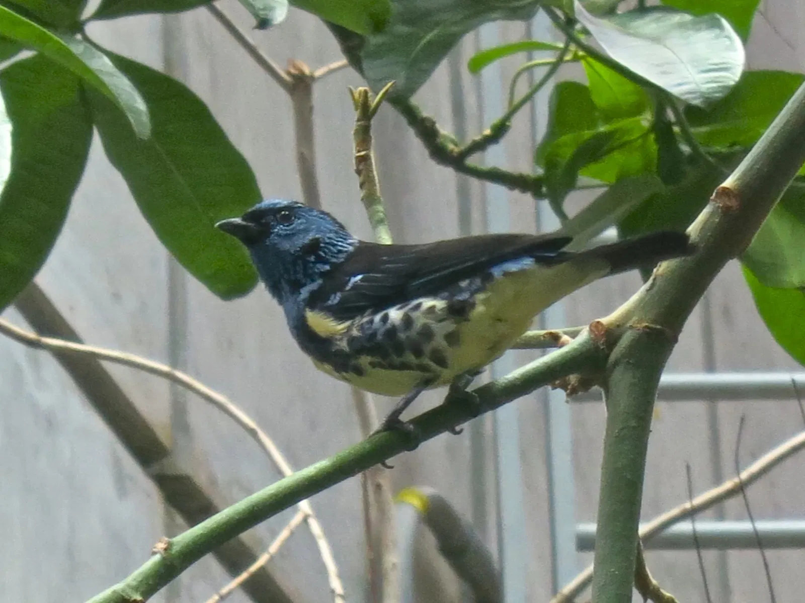 Academia de Ciencias de California