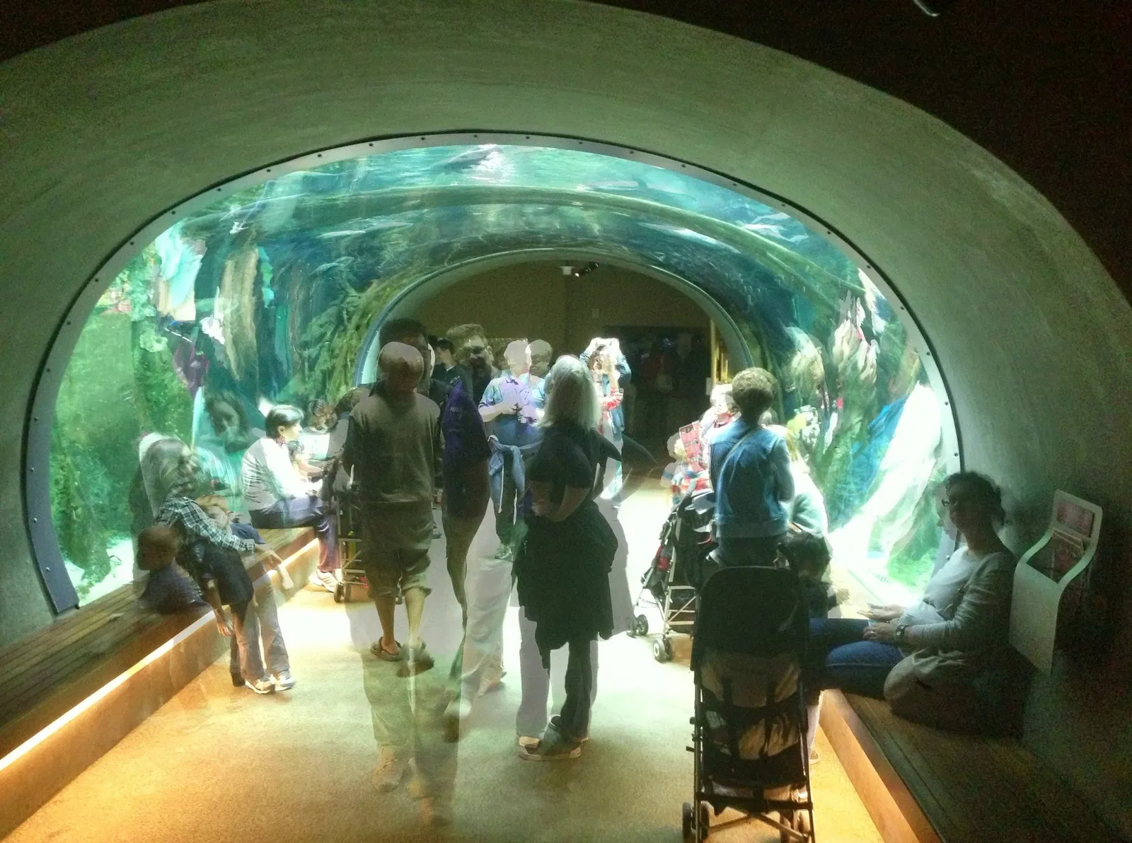 California Academy of Sciences