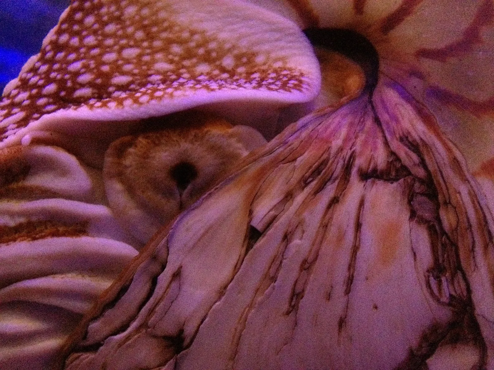 California Academy of Sciences