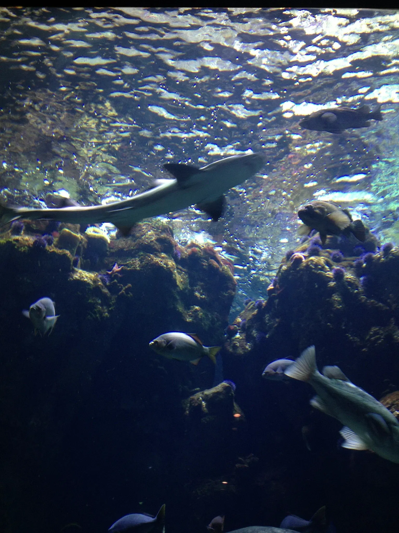California Academy of Sciences