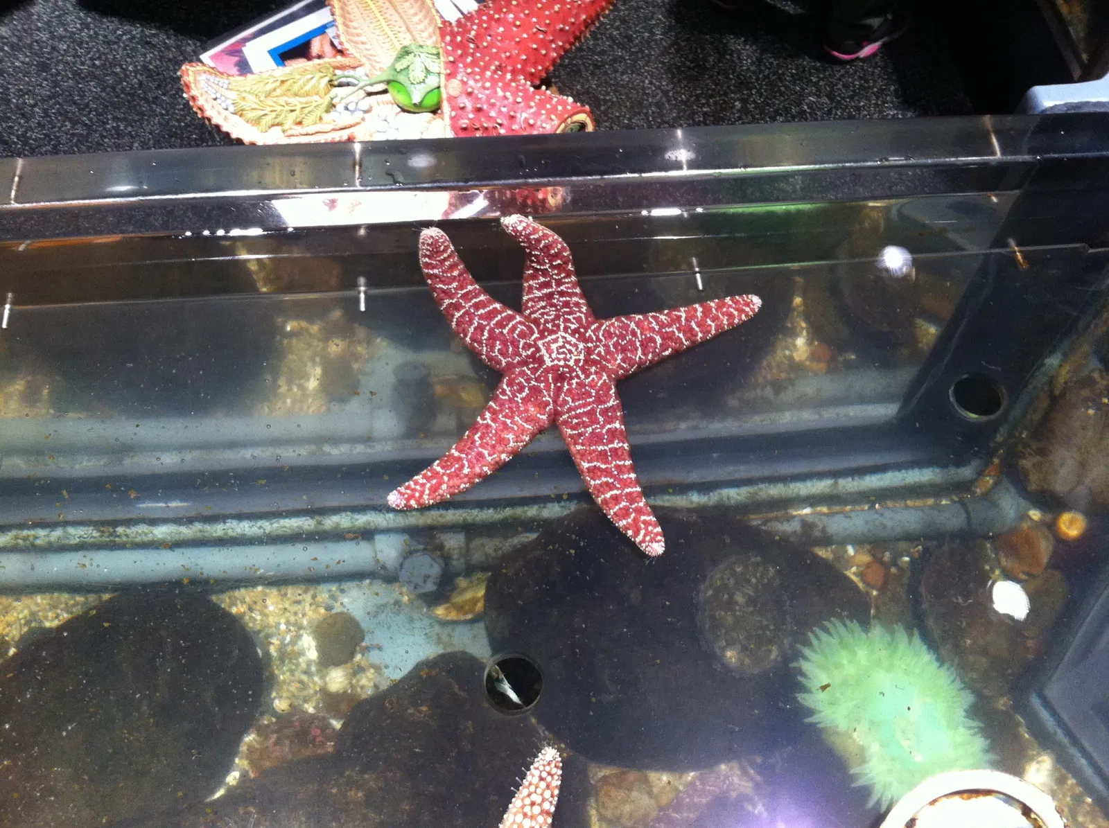 California Academy of Sciences