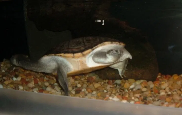 California Academy of Sciences