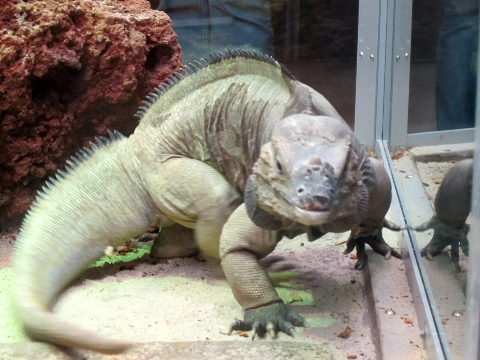 California Academy of Sciences