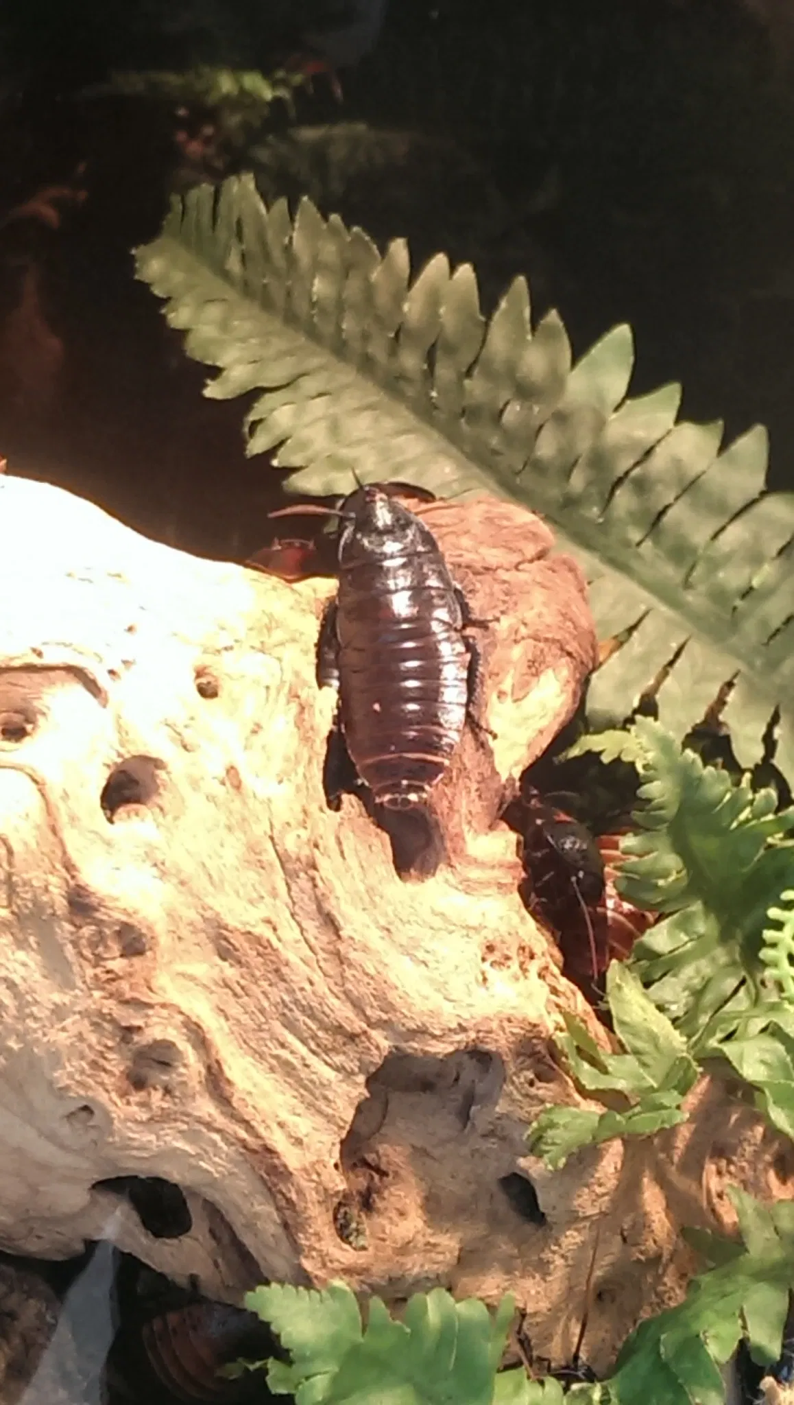 California Academy of Sciences