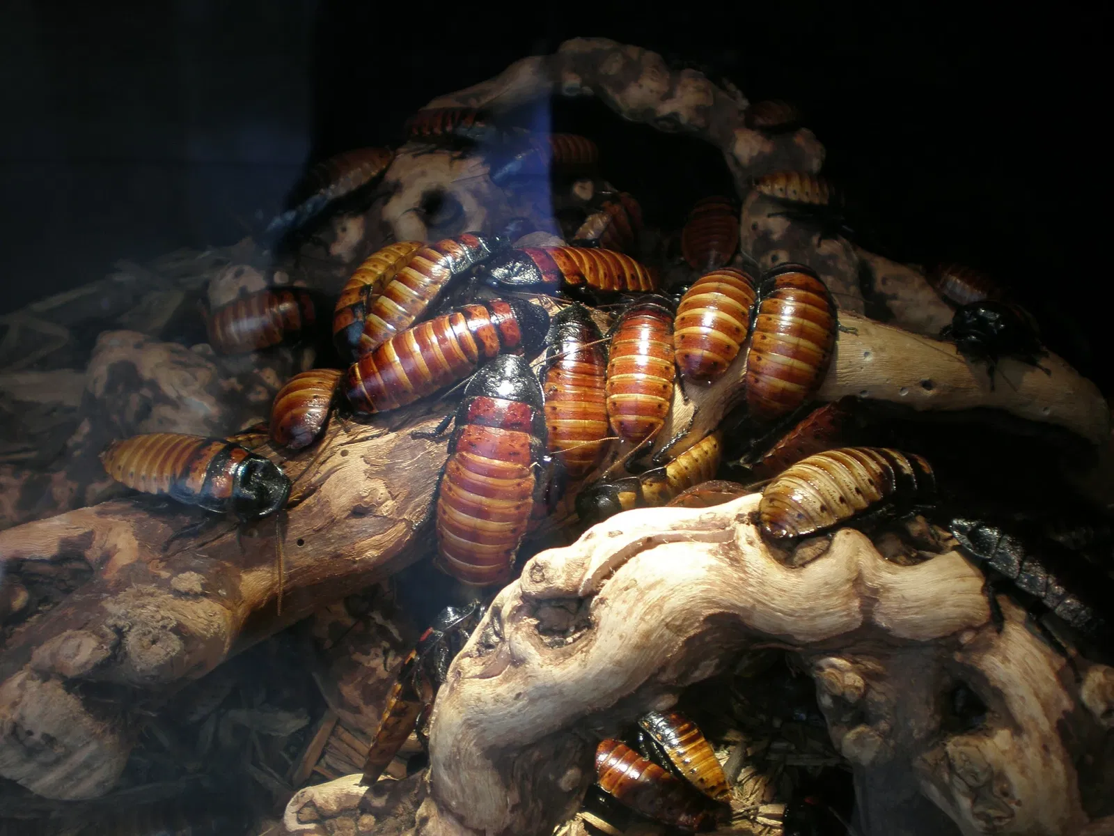 California Academy of Sciences