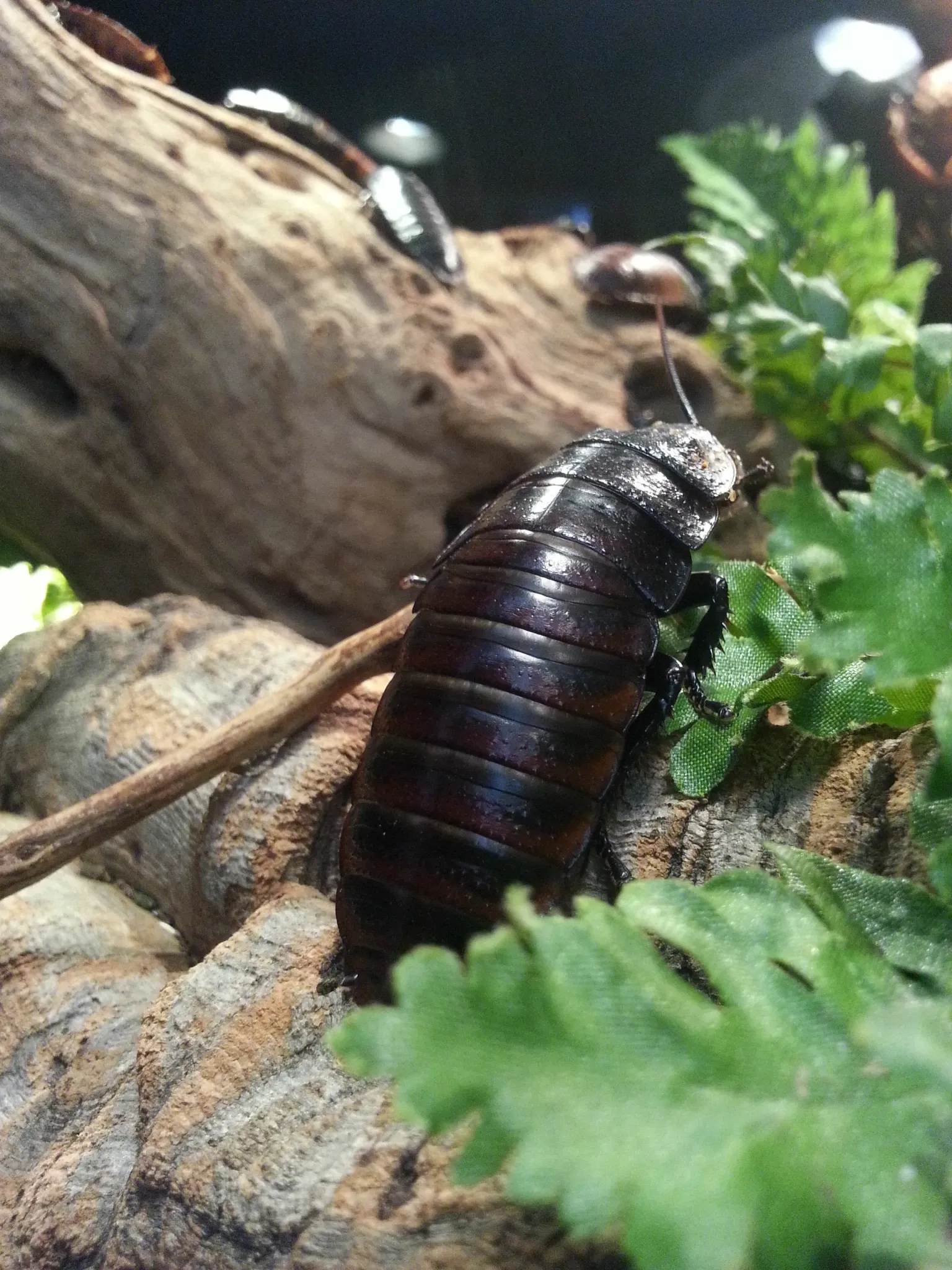 California Academy of Sciences