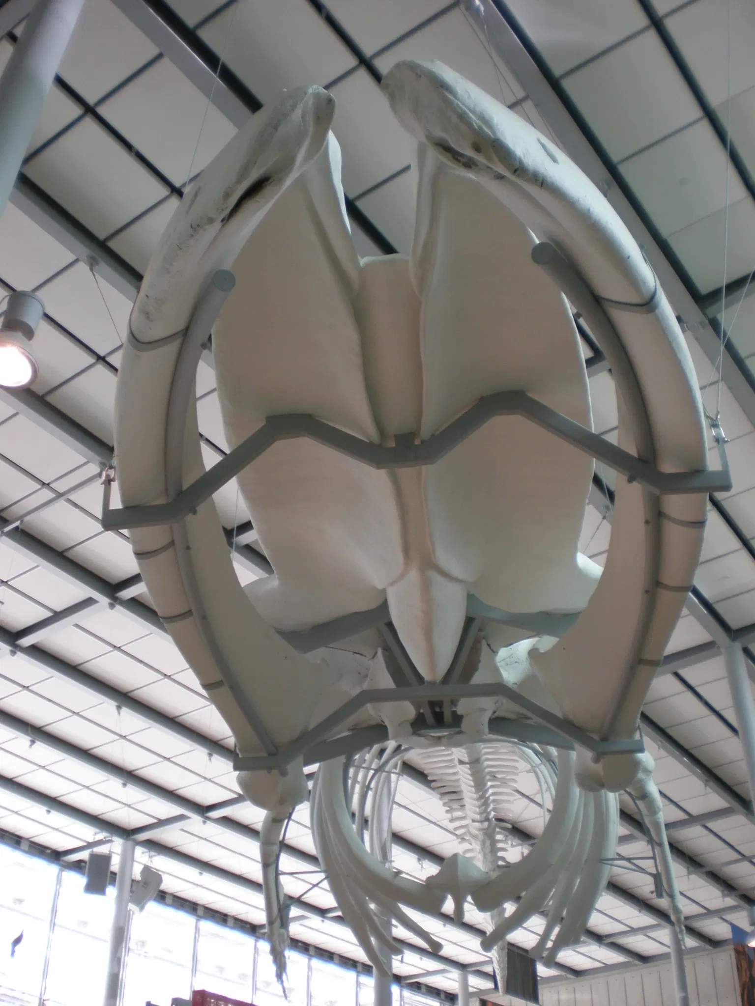 Academia de Ciencias de California