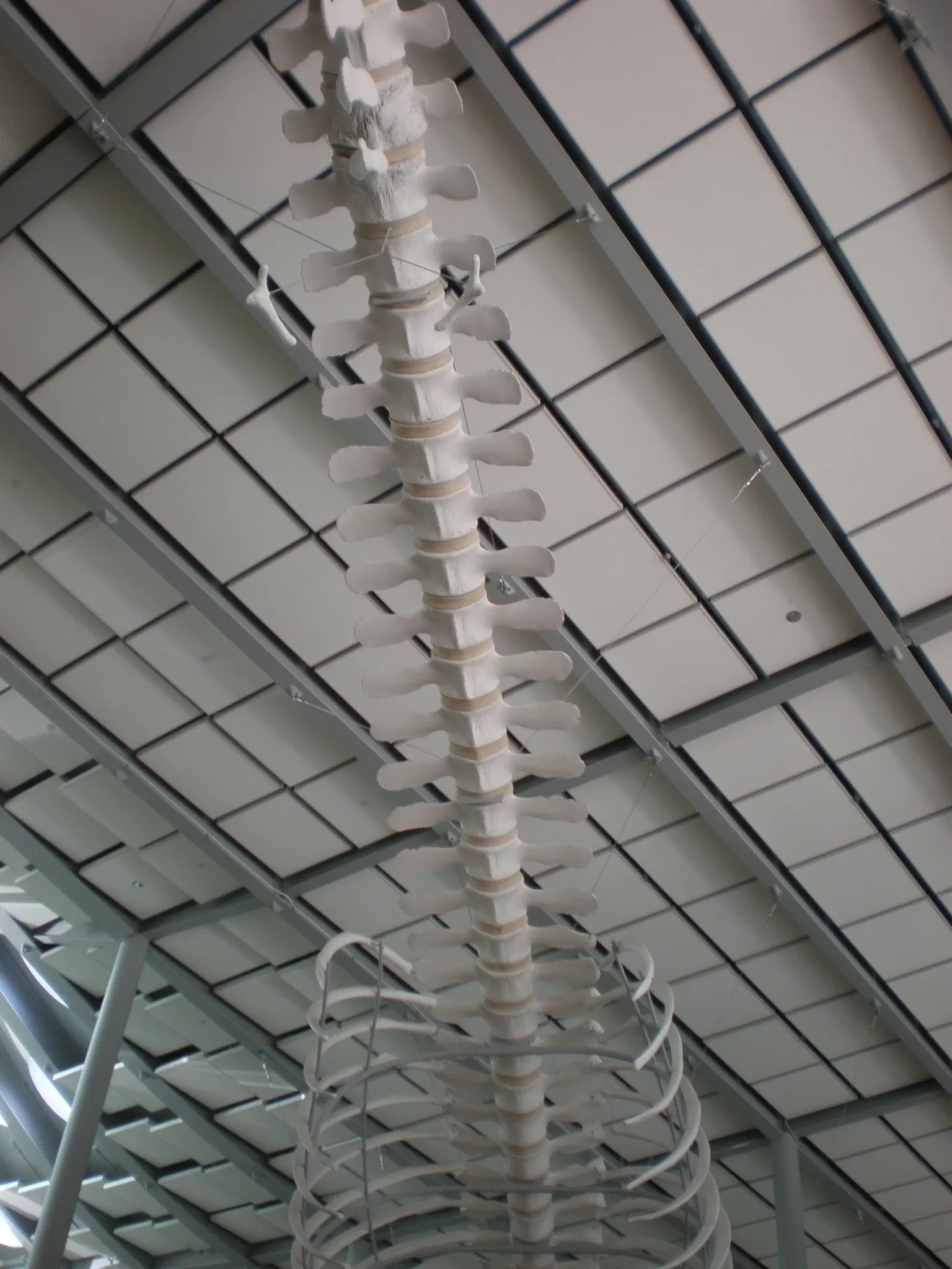 California Academy of Sciences