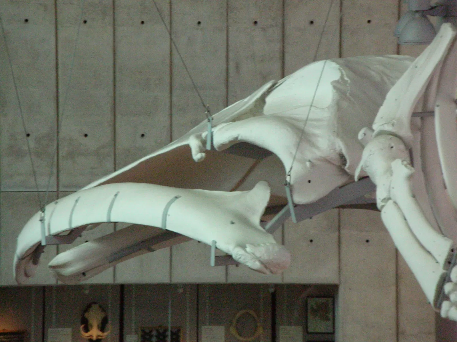 California Academy of Sciences