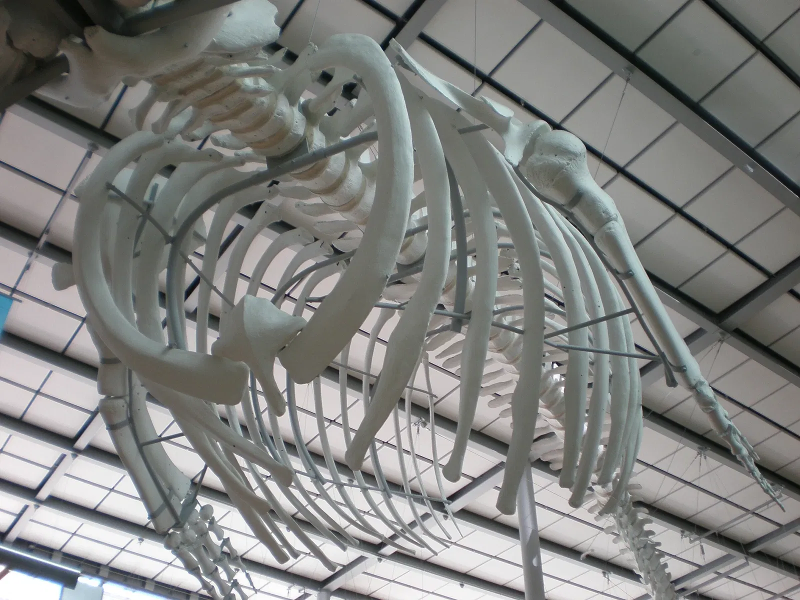 California Academy of Sciences