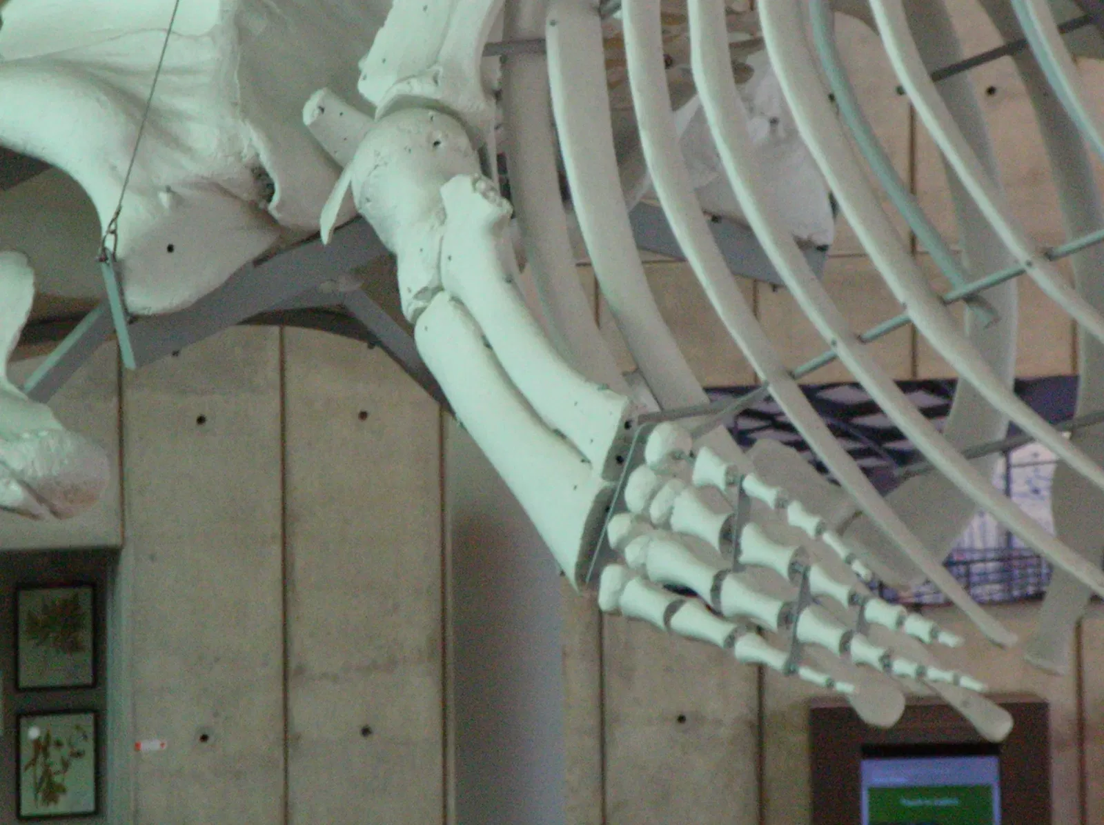 California Academy of Sciences