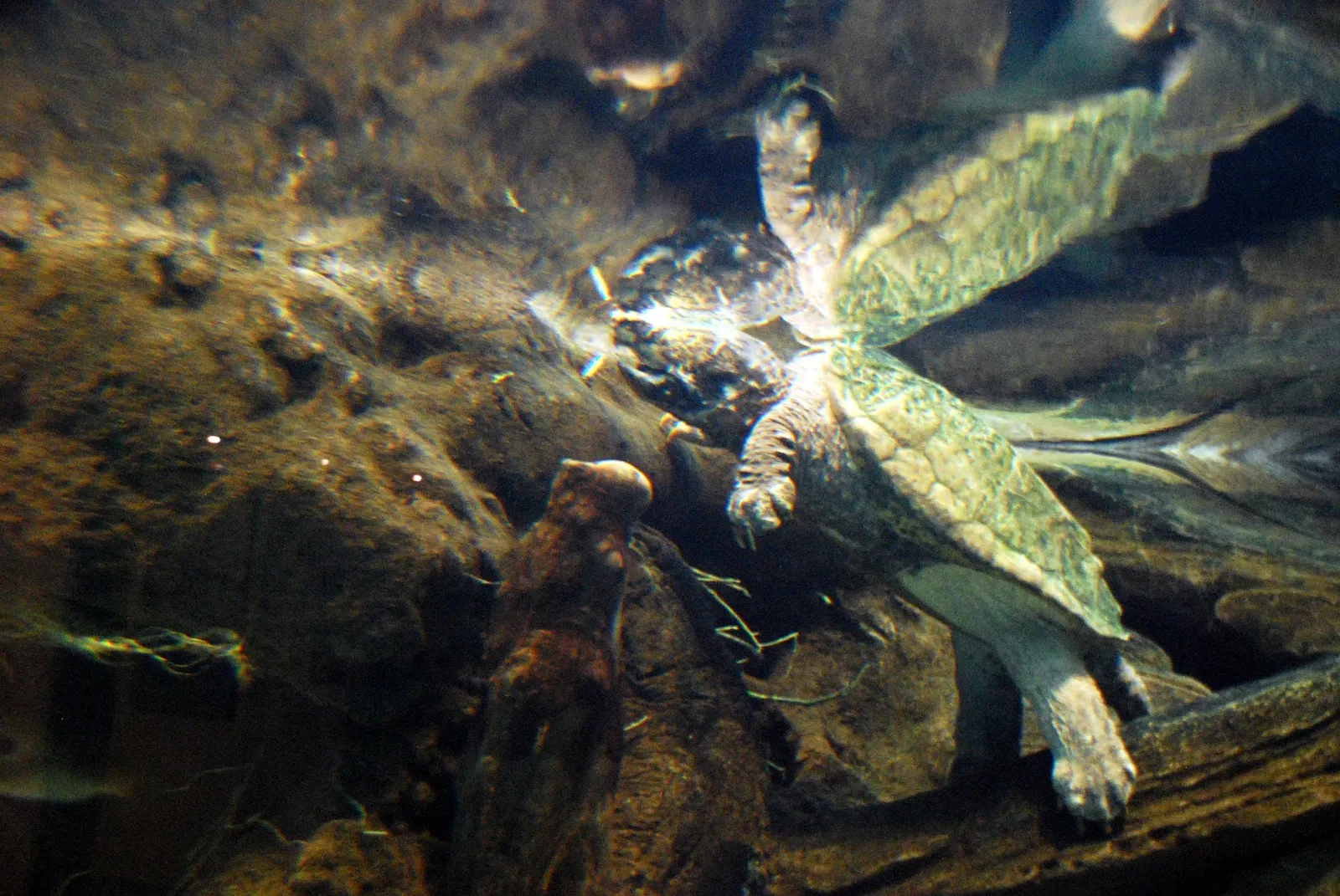 California Academy of Sciences