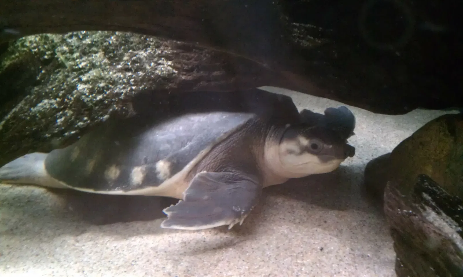 California Academy of Sciences