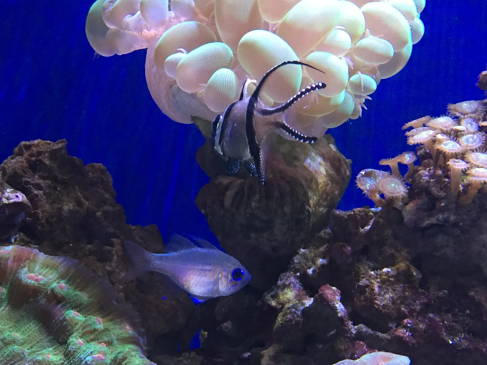 California Academy of Sciences