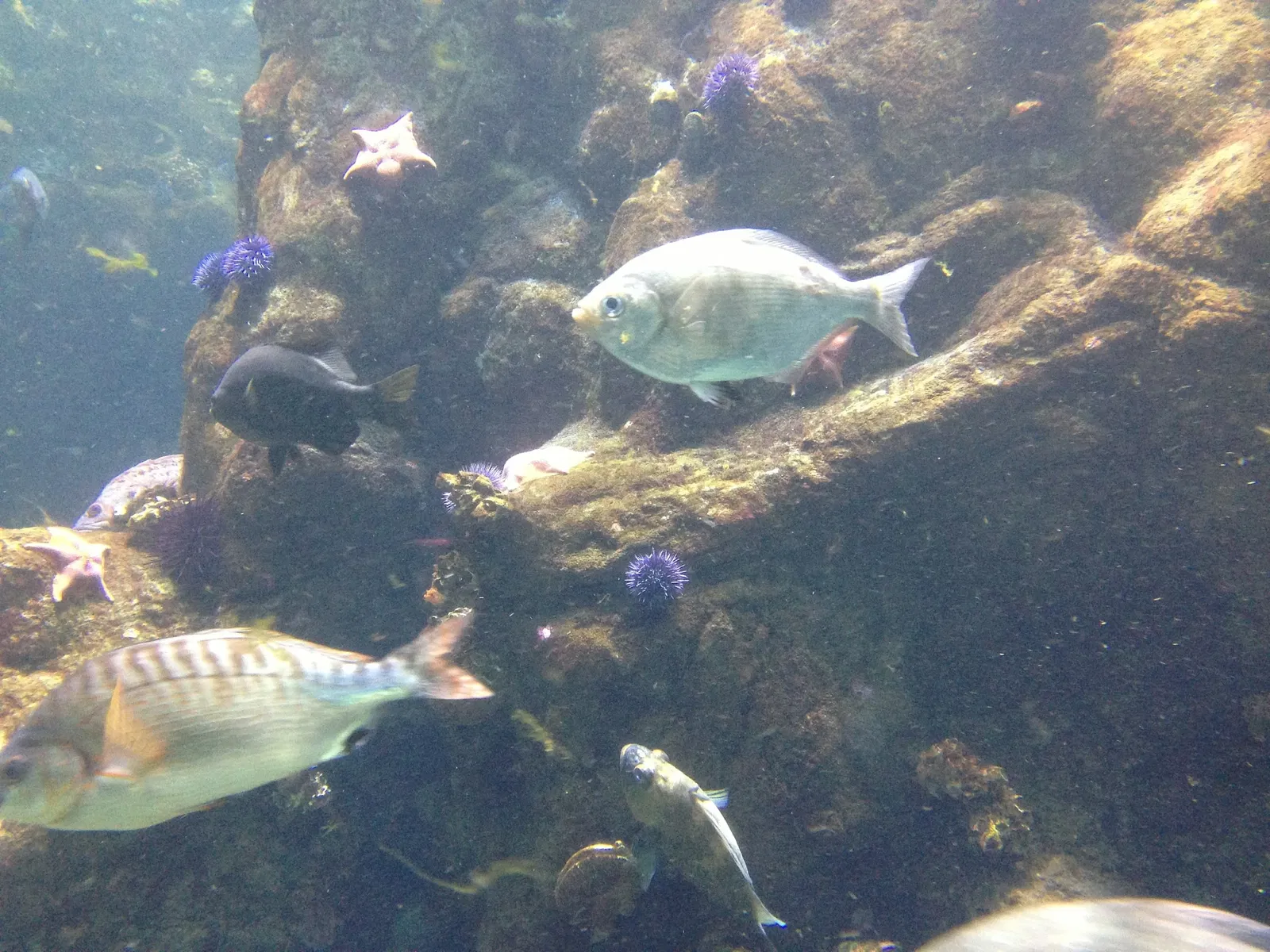 California Academy of Sciences