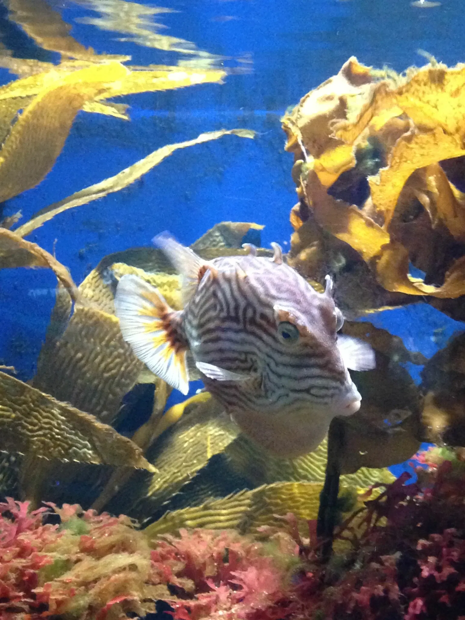 California Academy of Sciences