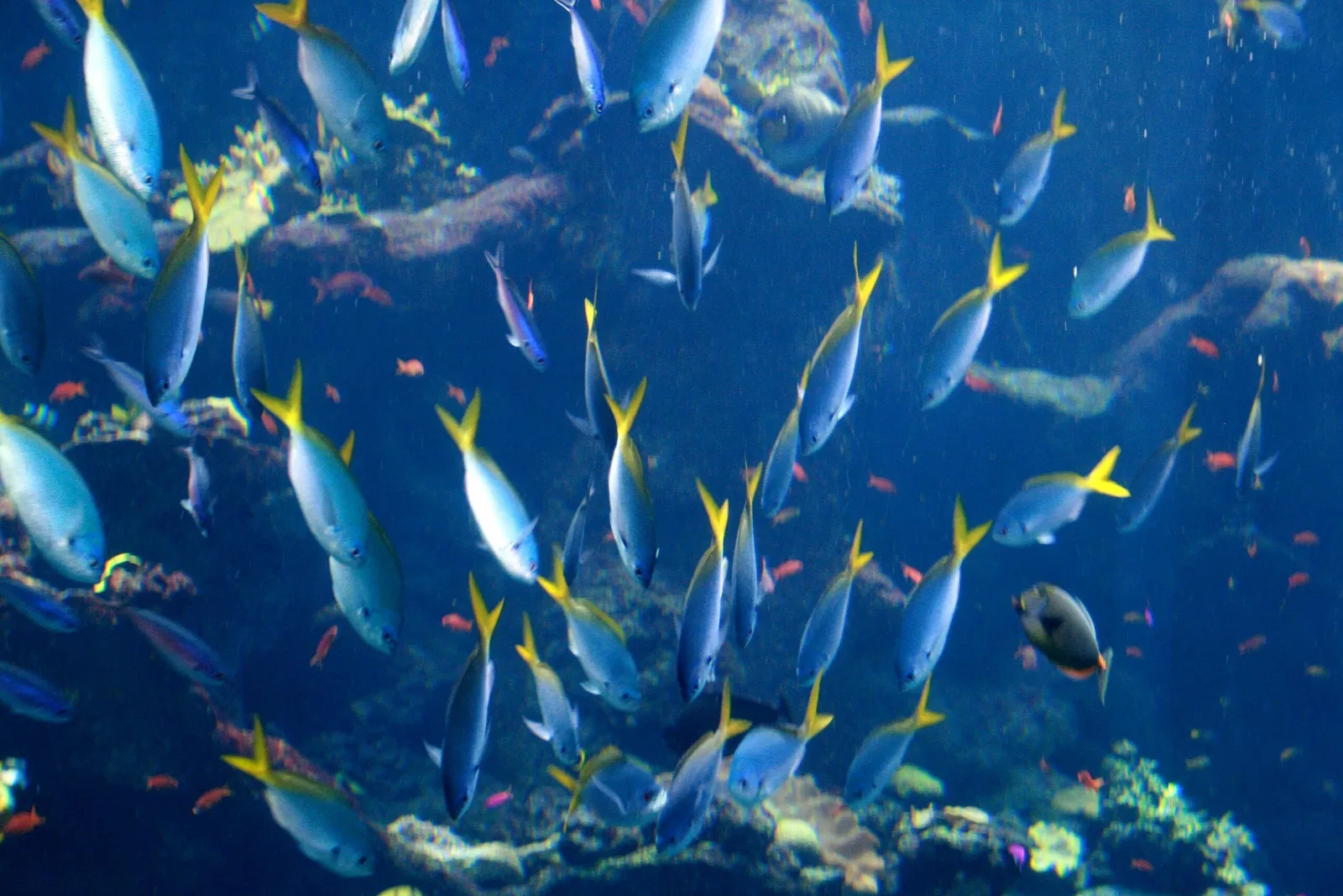 California Academy of Sciences