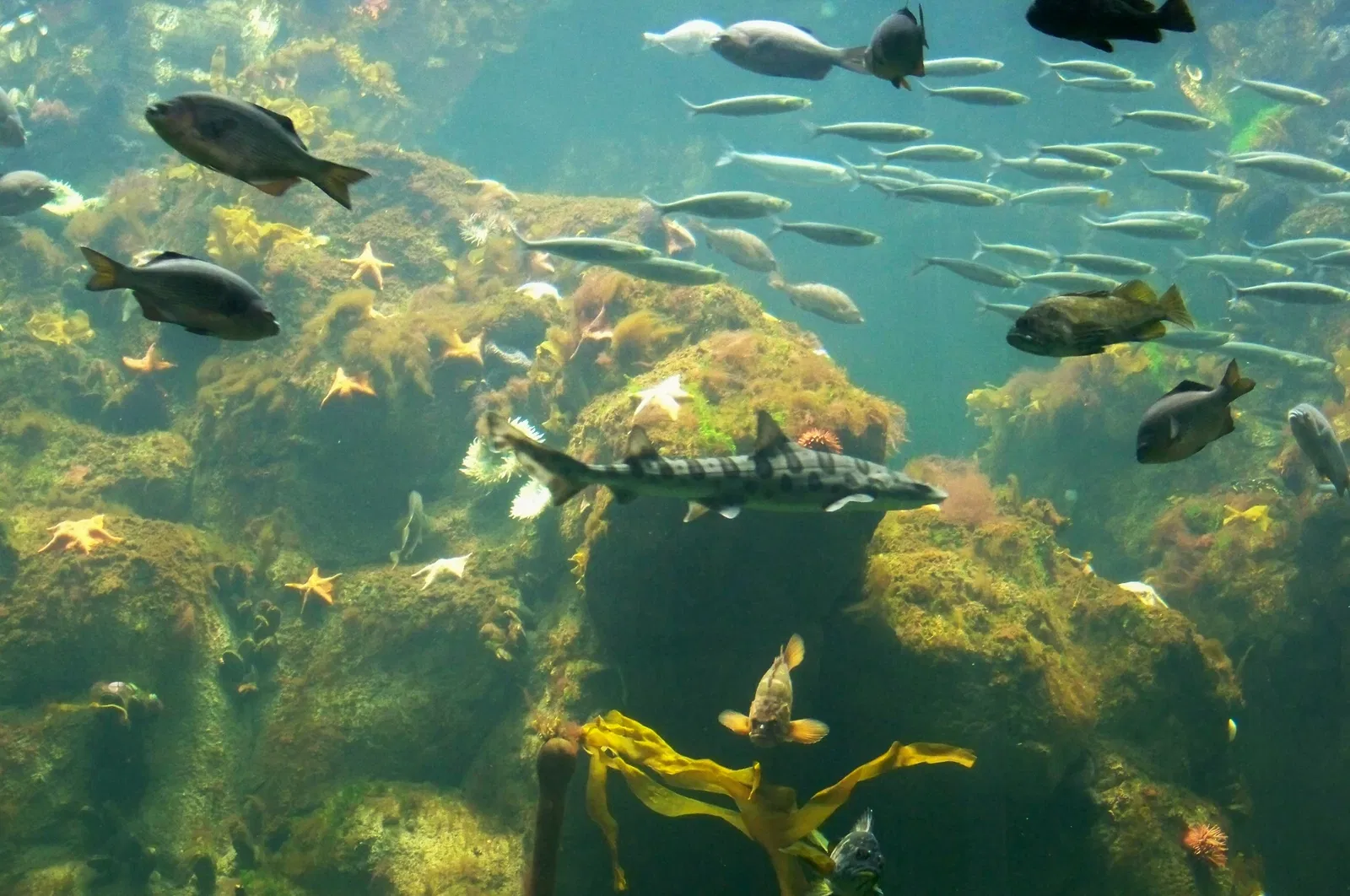 California Academy of Sciences