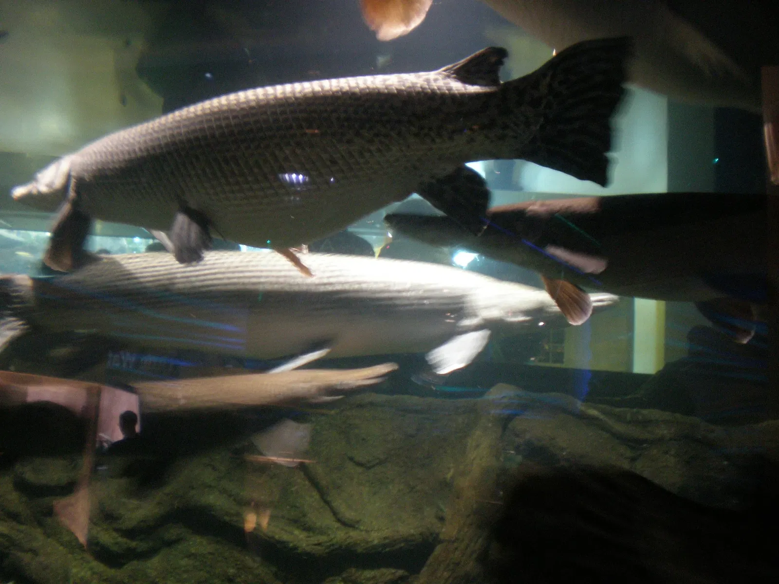 California Academy of Sciences