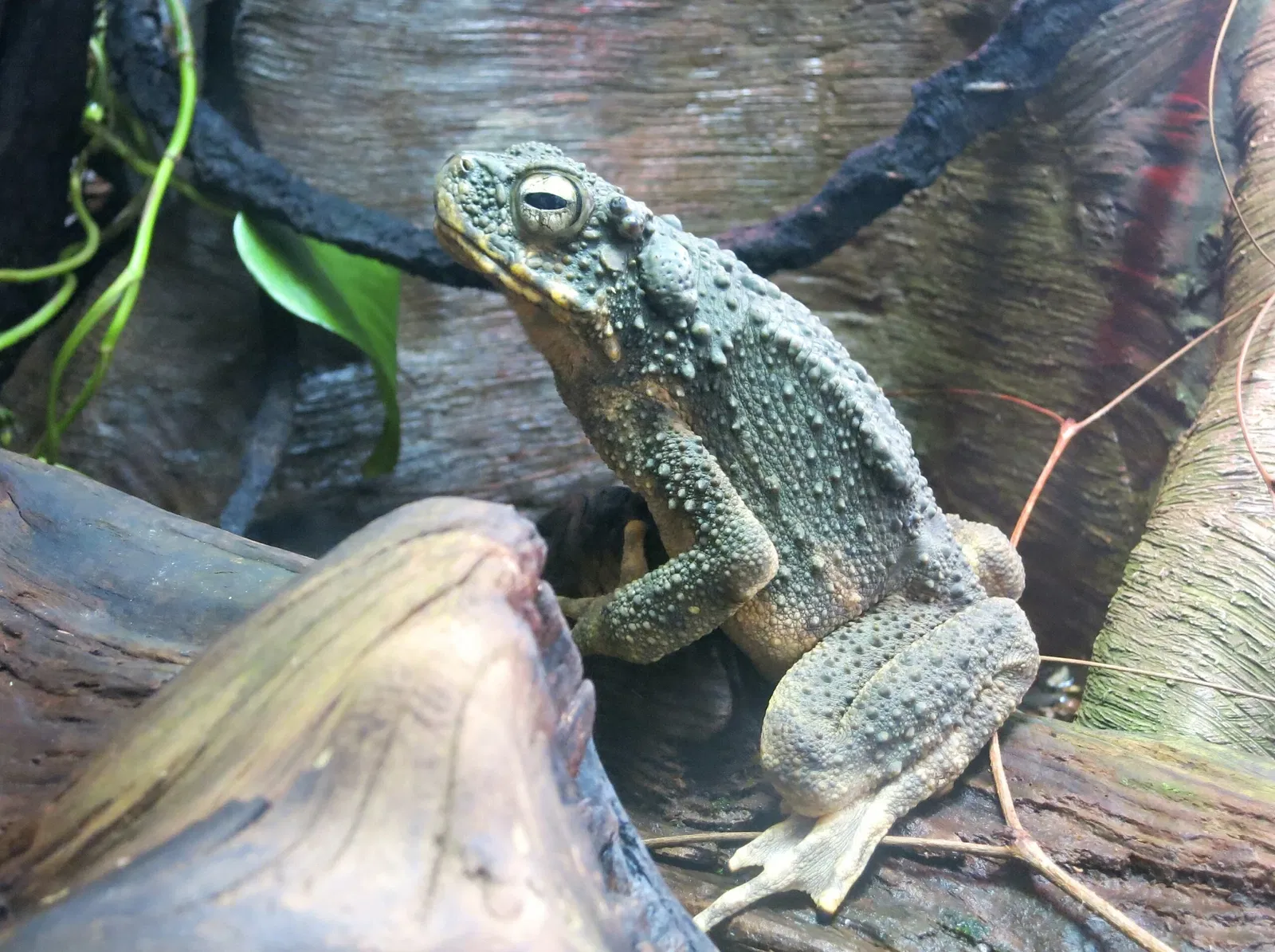 California Academy of Sciences