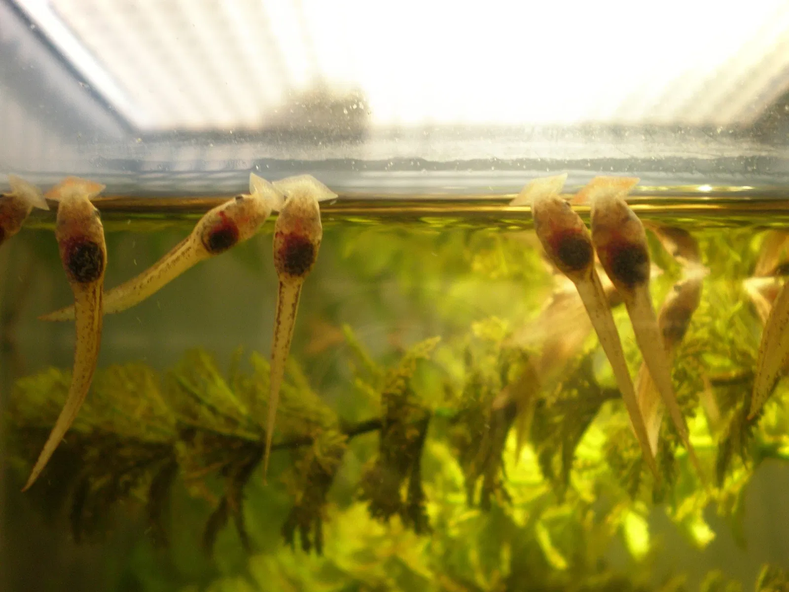 California Academy of Sciences