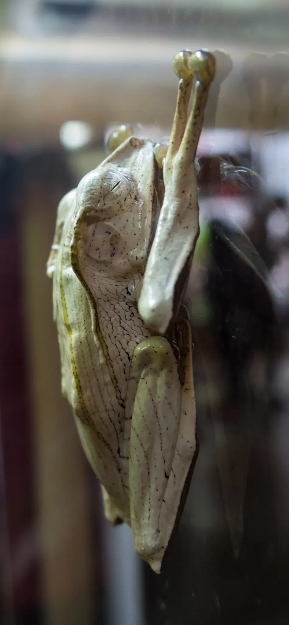 Academia de Ciencias de California