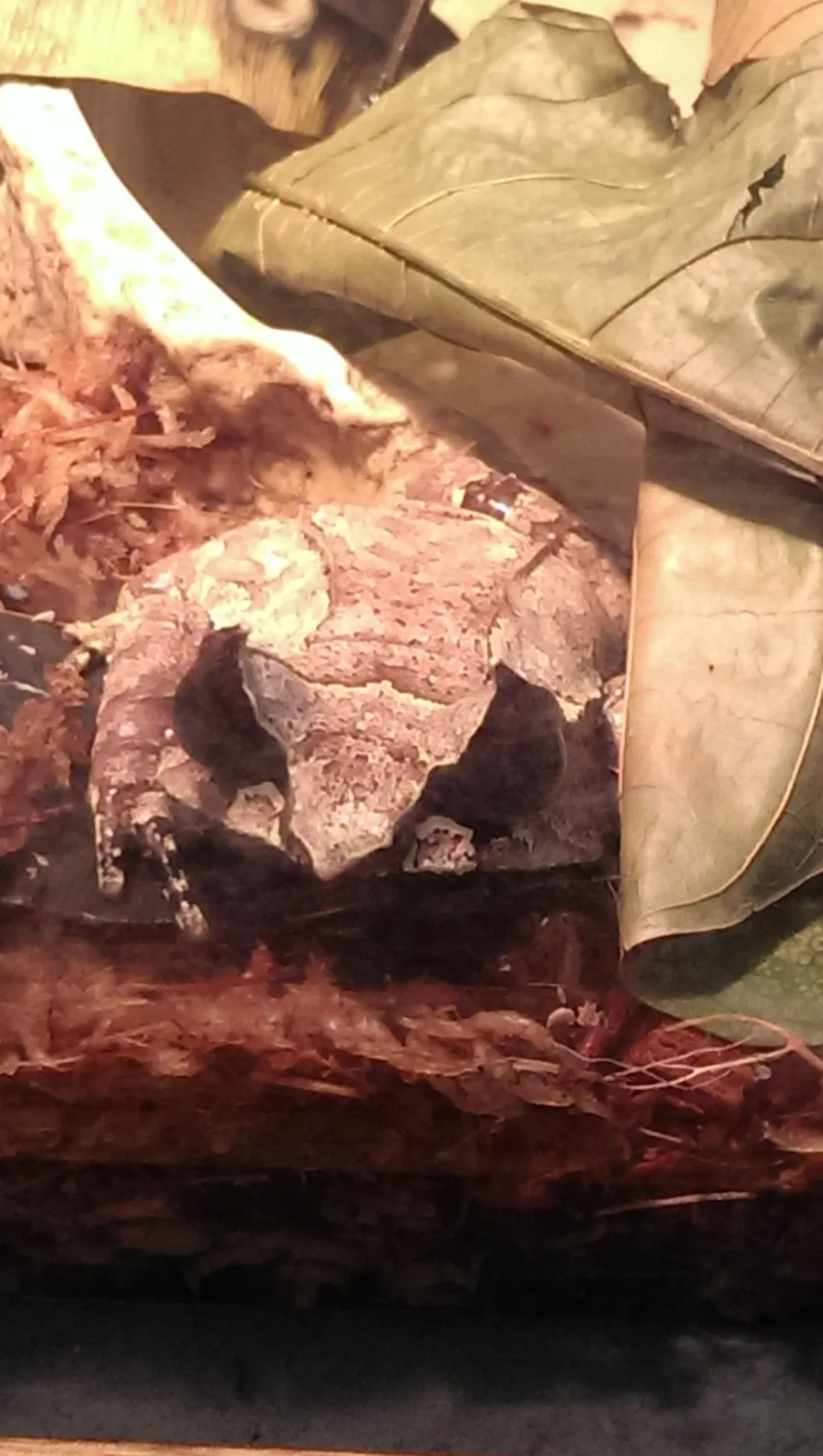 California Academy of Sciences