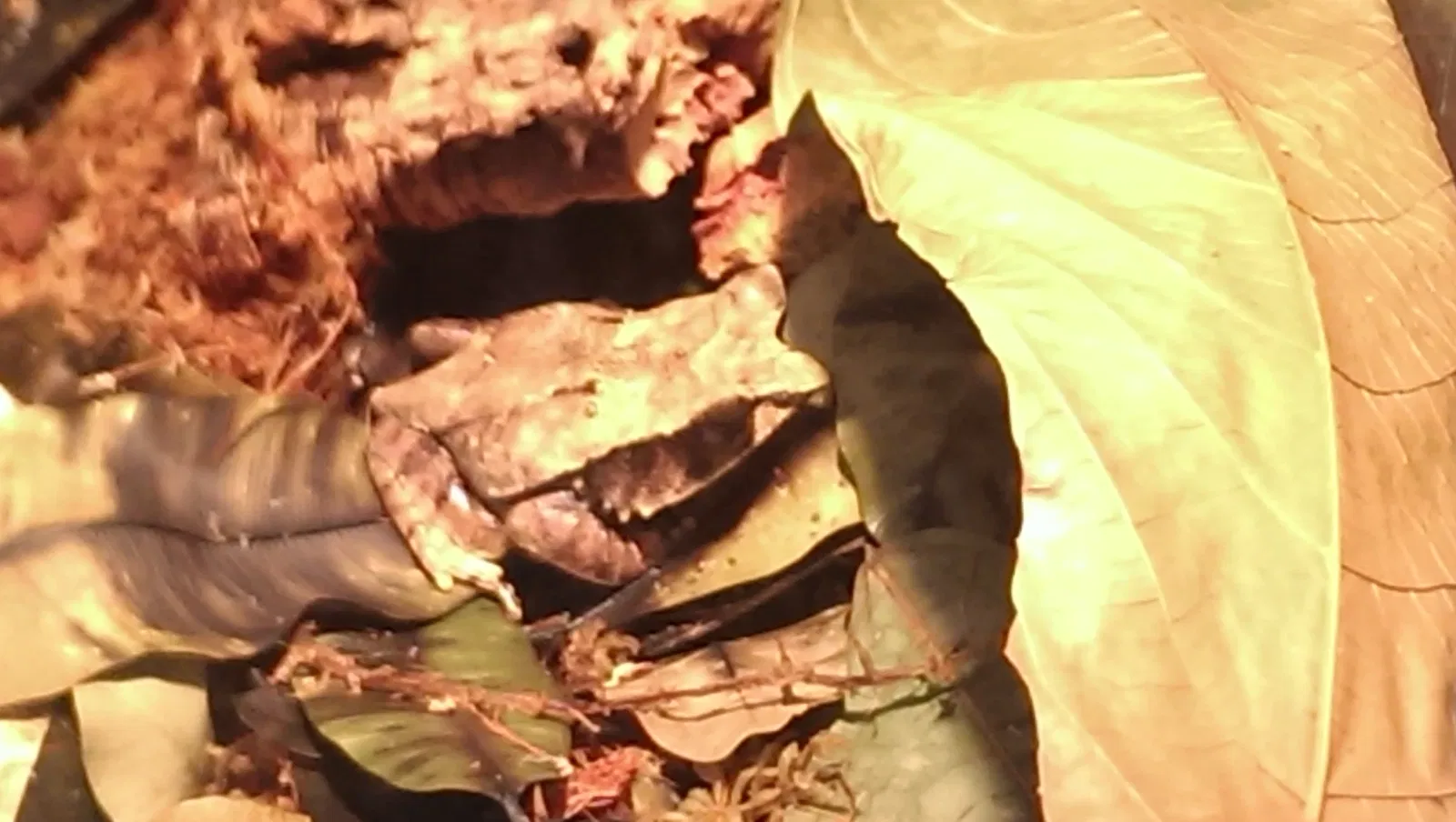 California Academy of Sciences