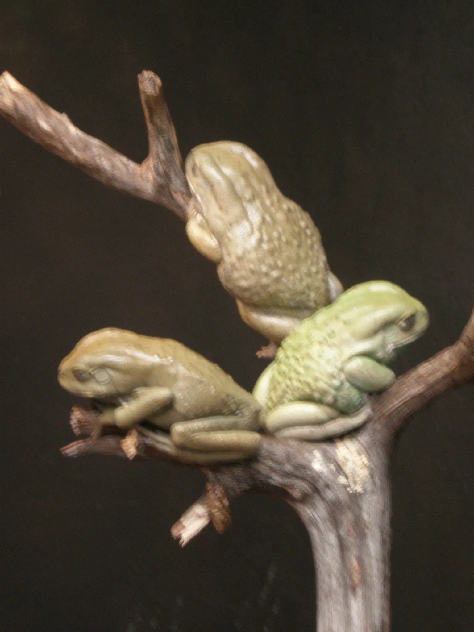 California Academy of Sciences