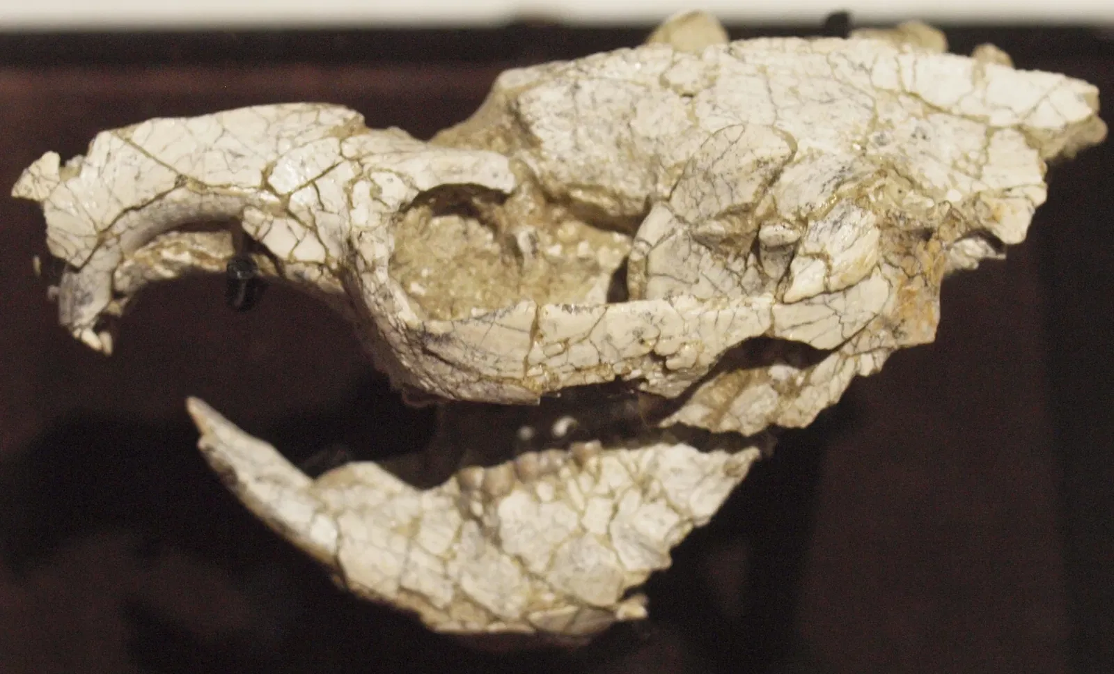 San Diego Natural History Museum