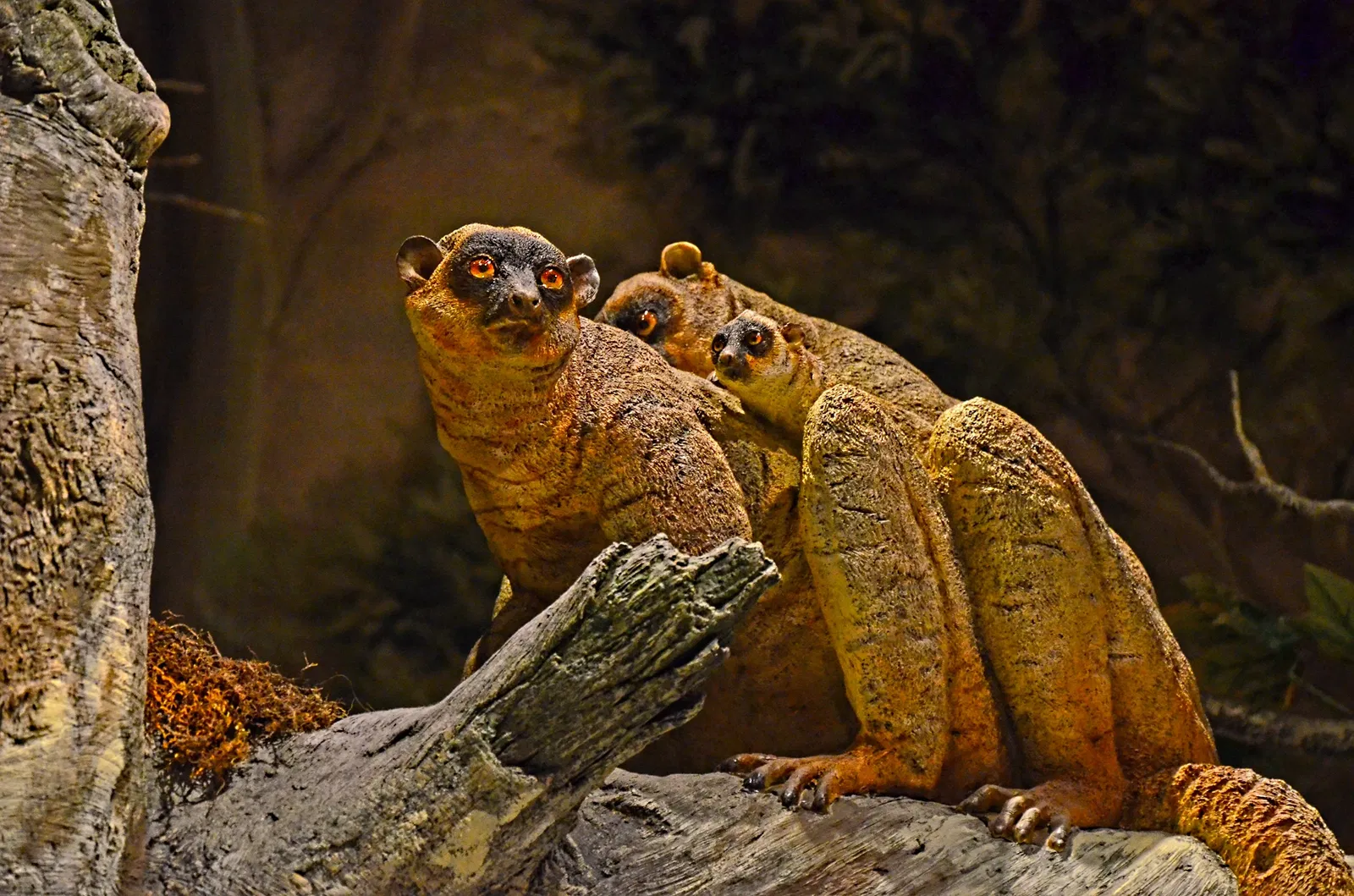 Museo de Historia Natural de San Diego