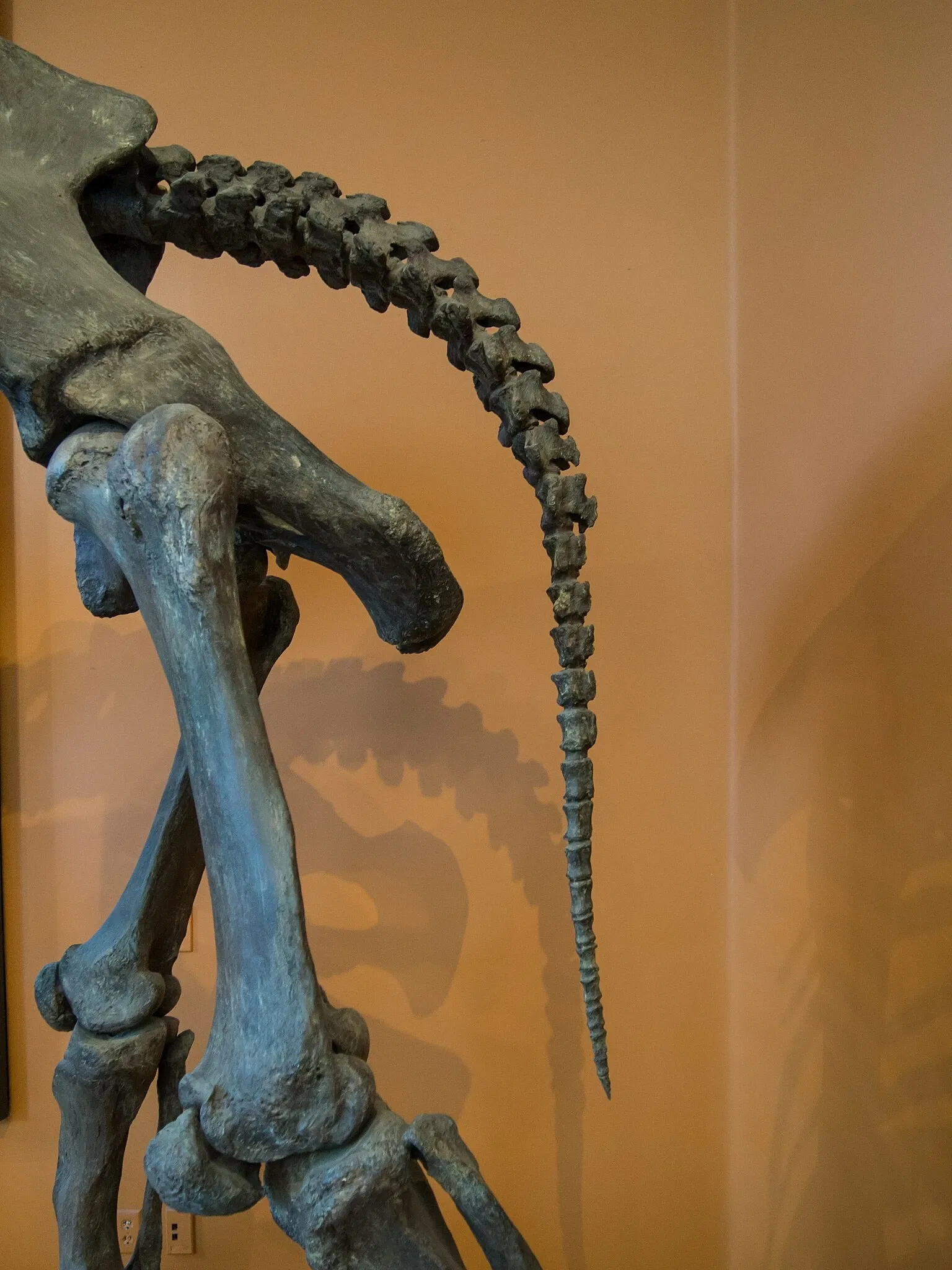 San Diego Natural History Museum