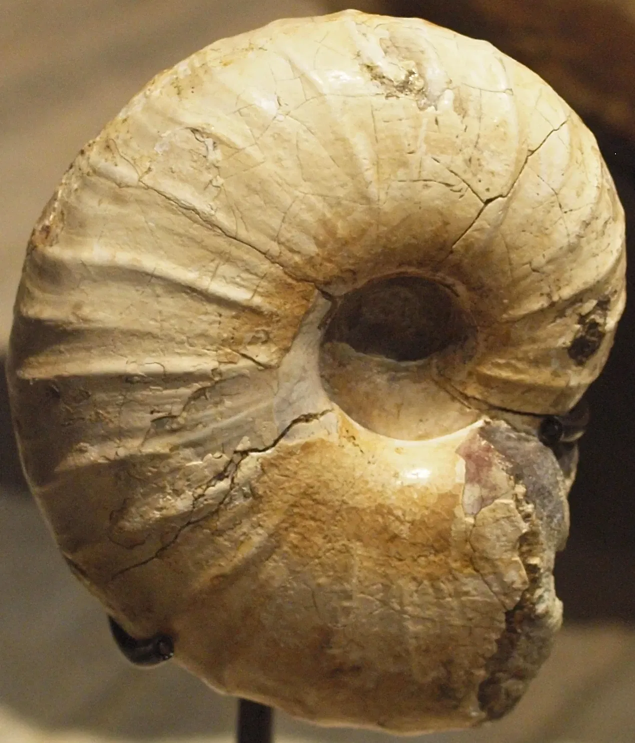 Museo de Historia Natural de San Diego