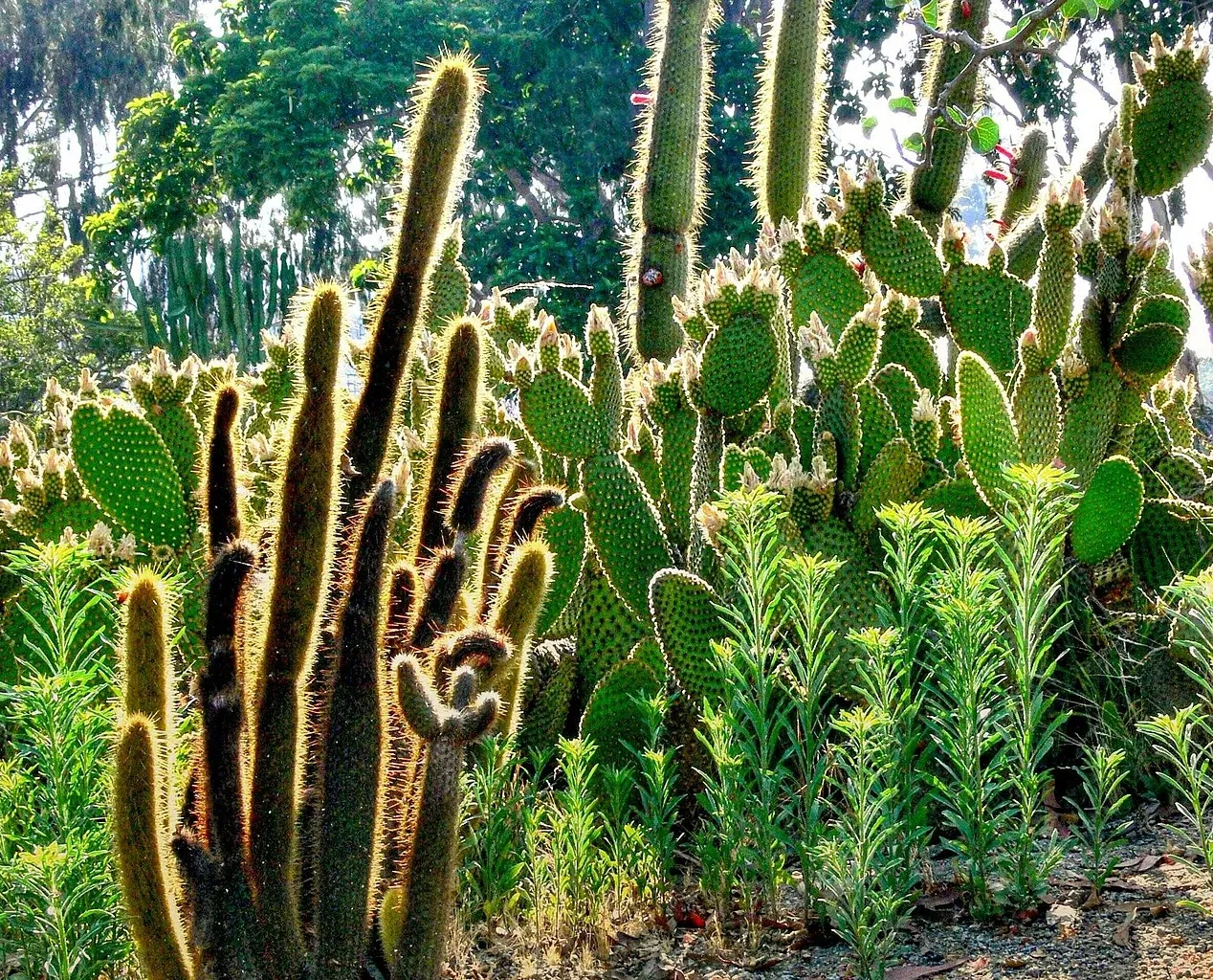Museo de Historia Natural de San Diego