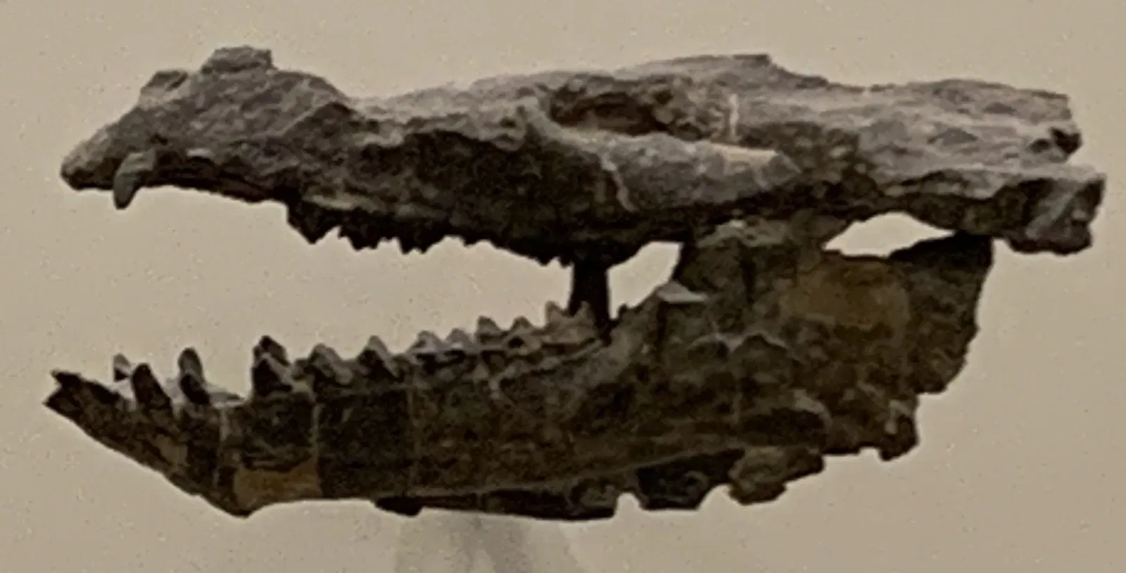 American Museum of Natural History