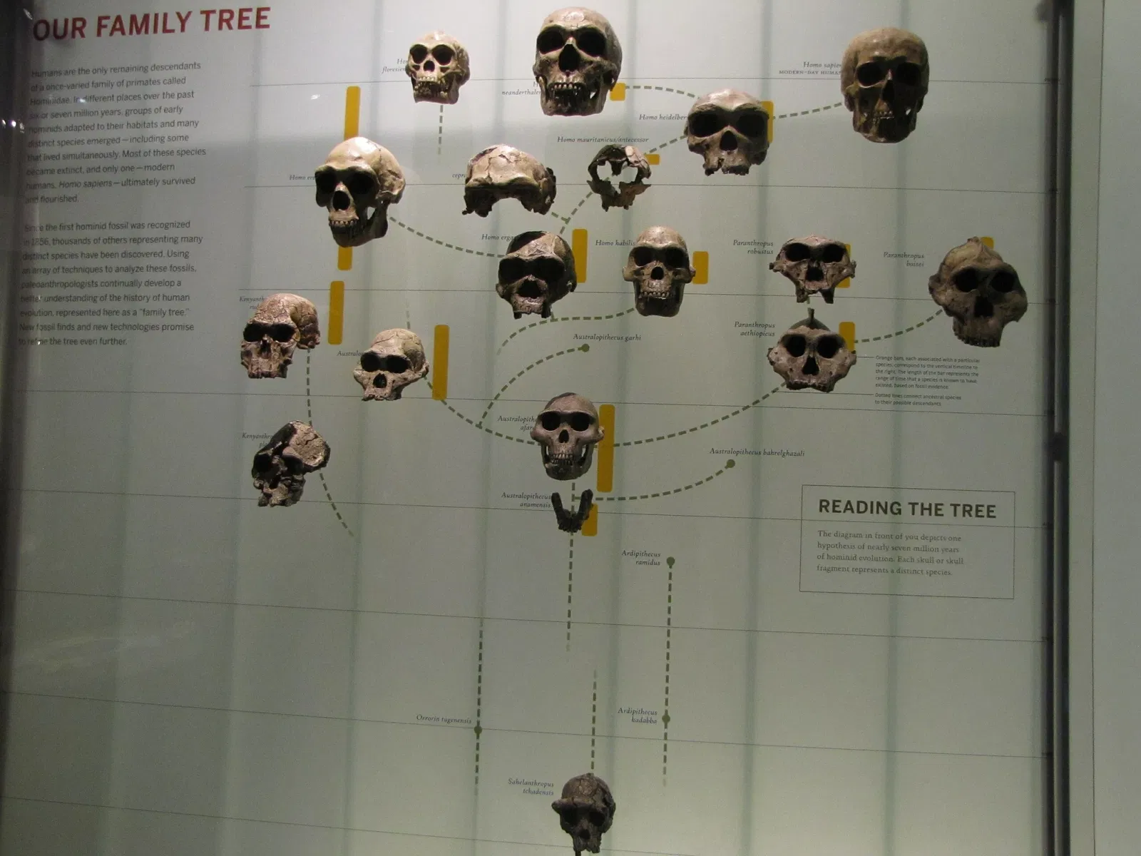 Musée américain d'histoire naturelle