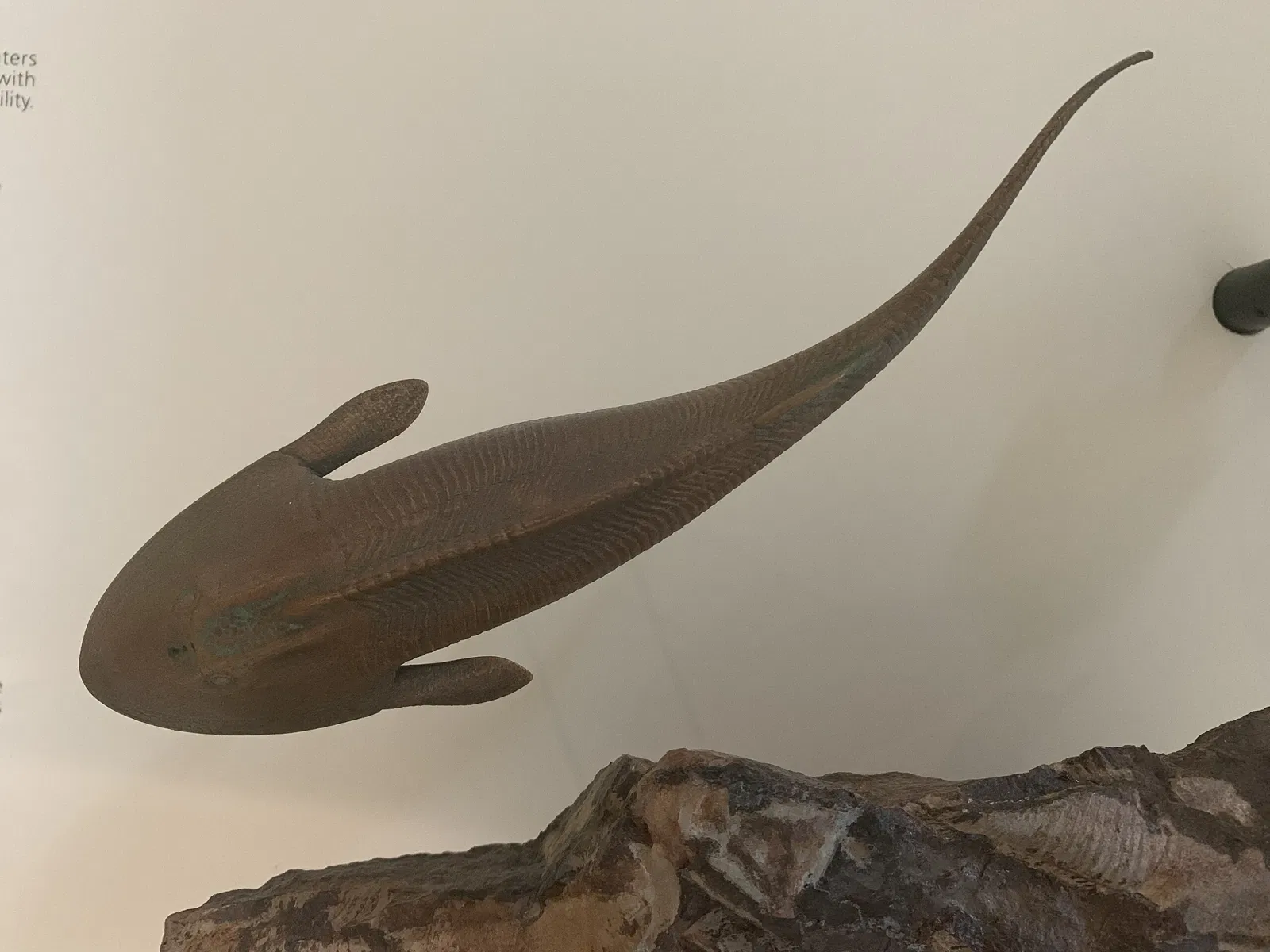 Museo Americano de Historia Natural