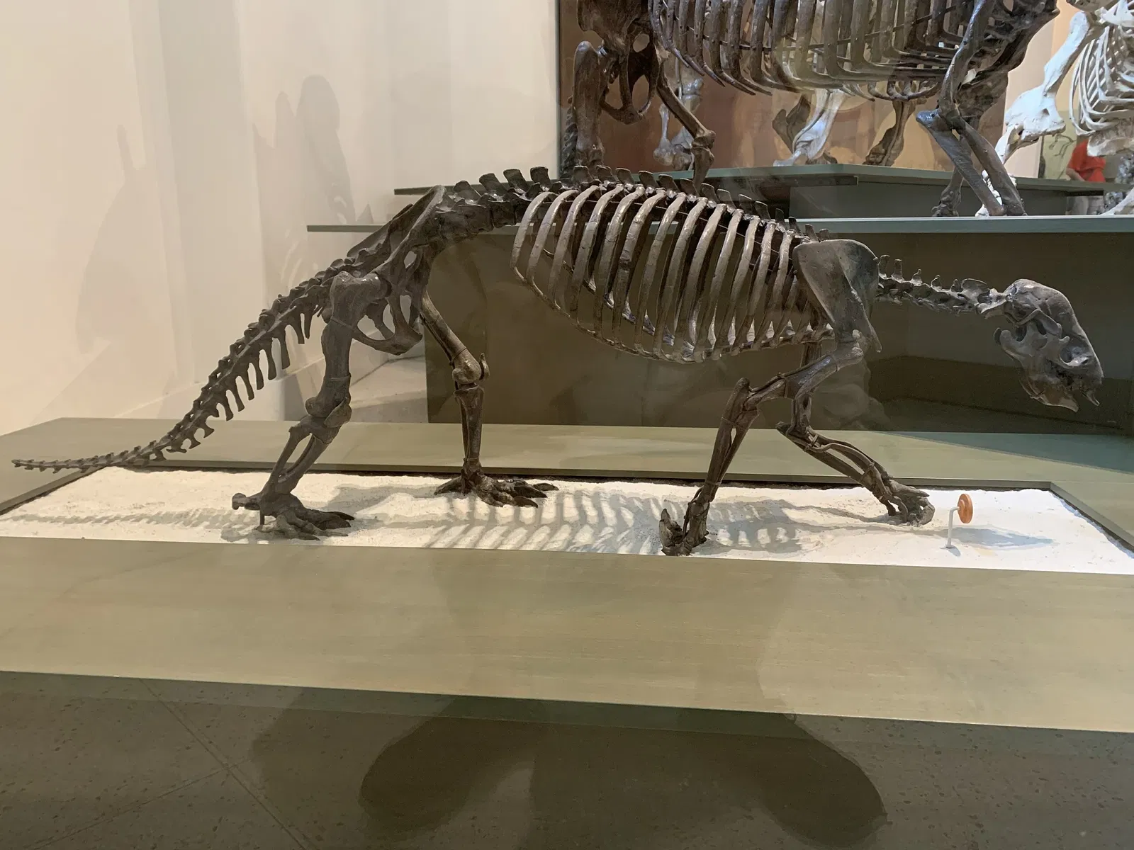 Museo Americano de Historia Natural