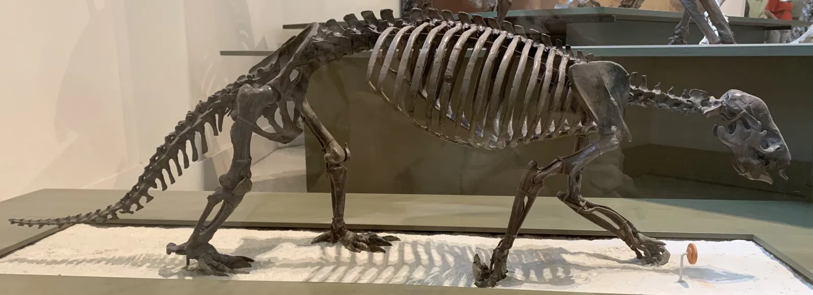 Museo Americano de Historia Natural