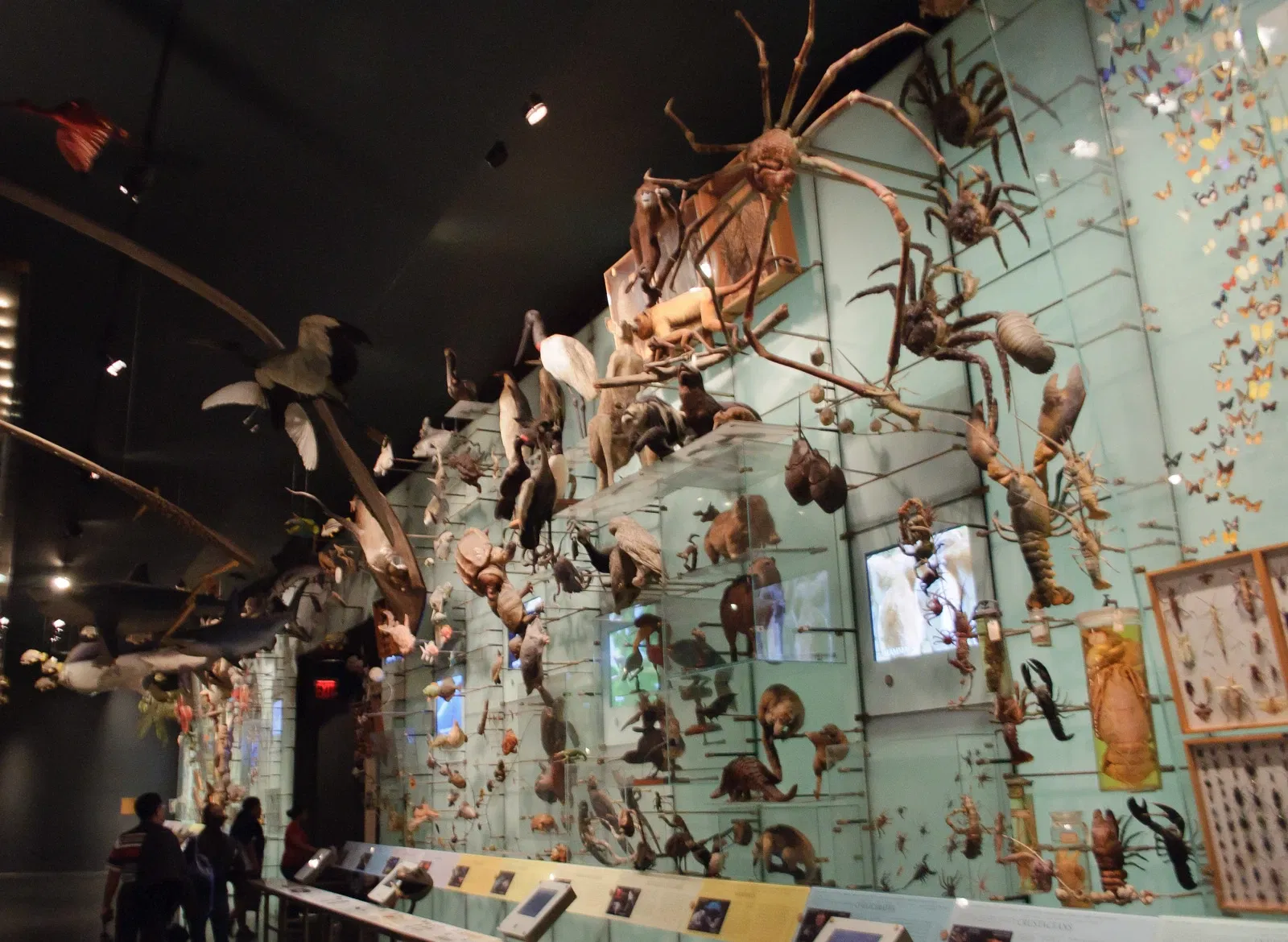 American Museum of Natural History