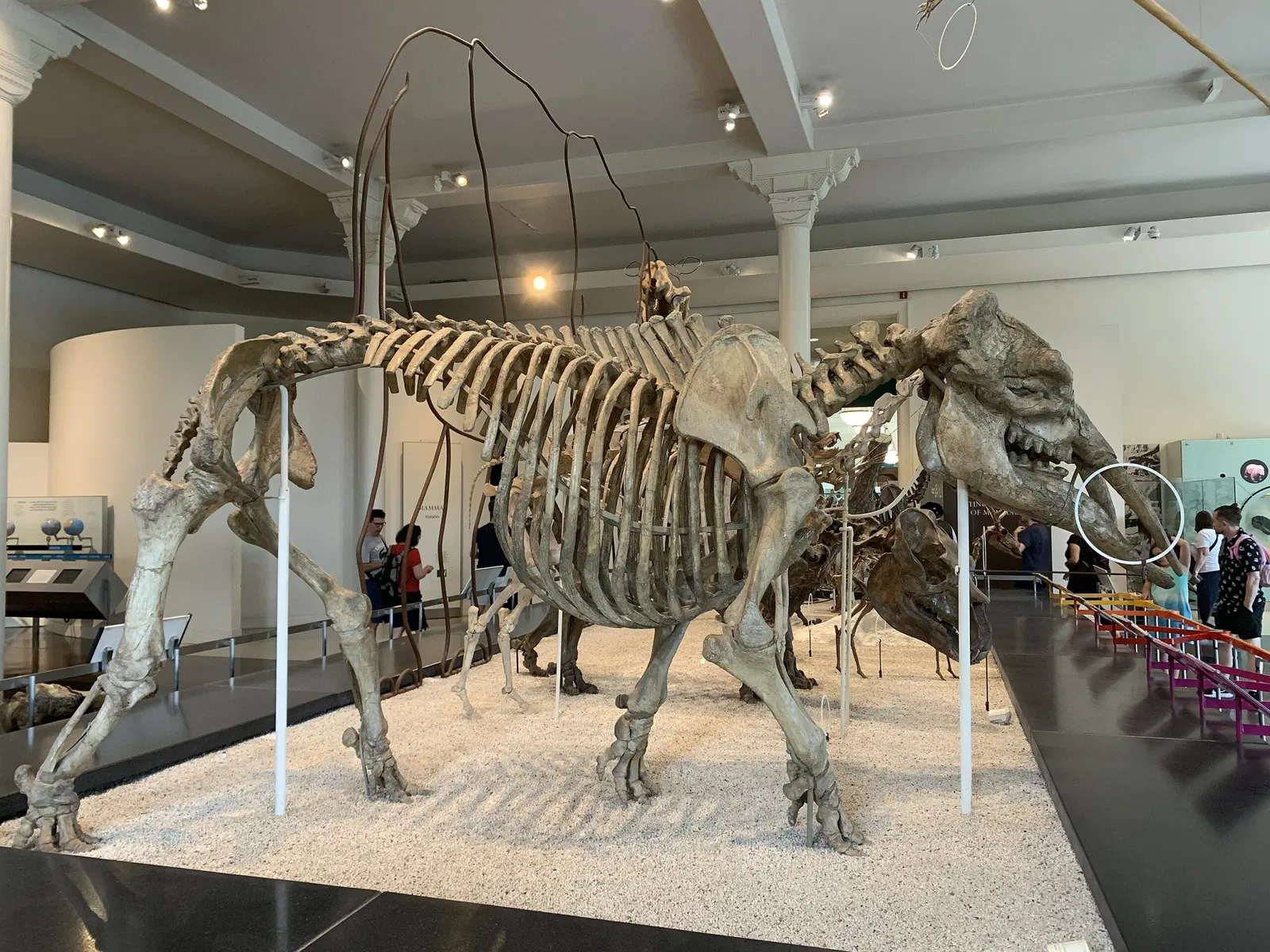 Musée américain d'histoire naturelle