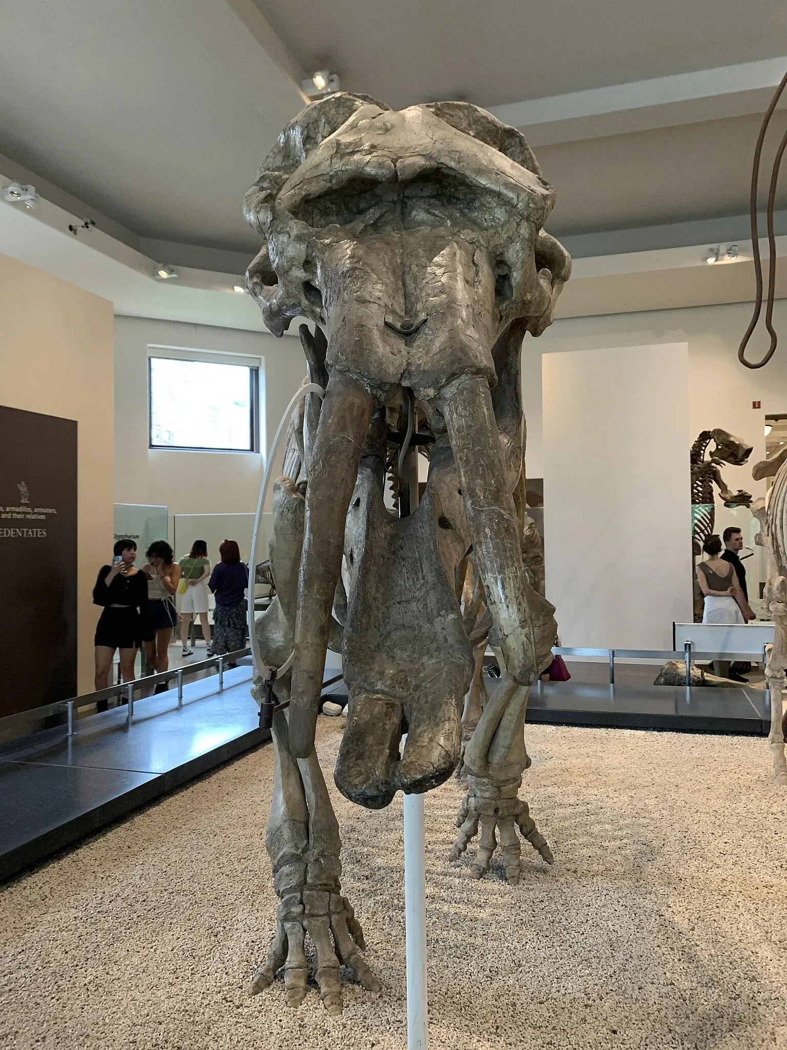 American Museum of Natural History