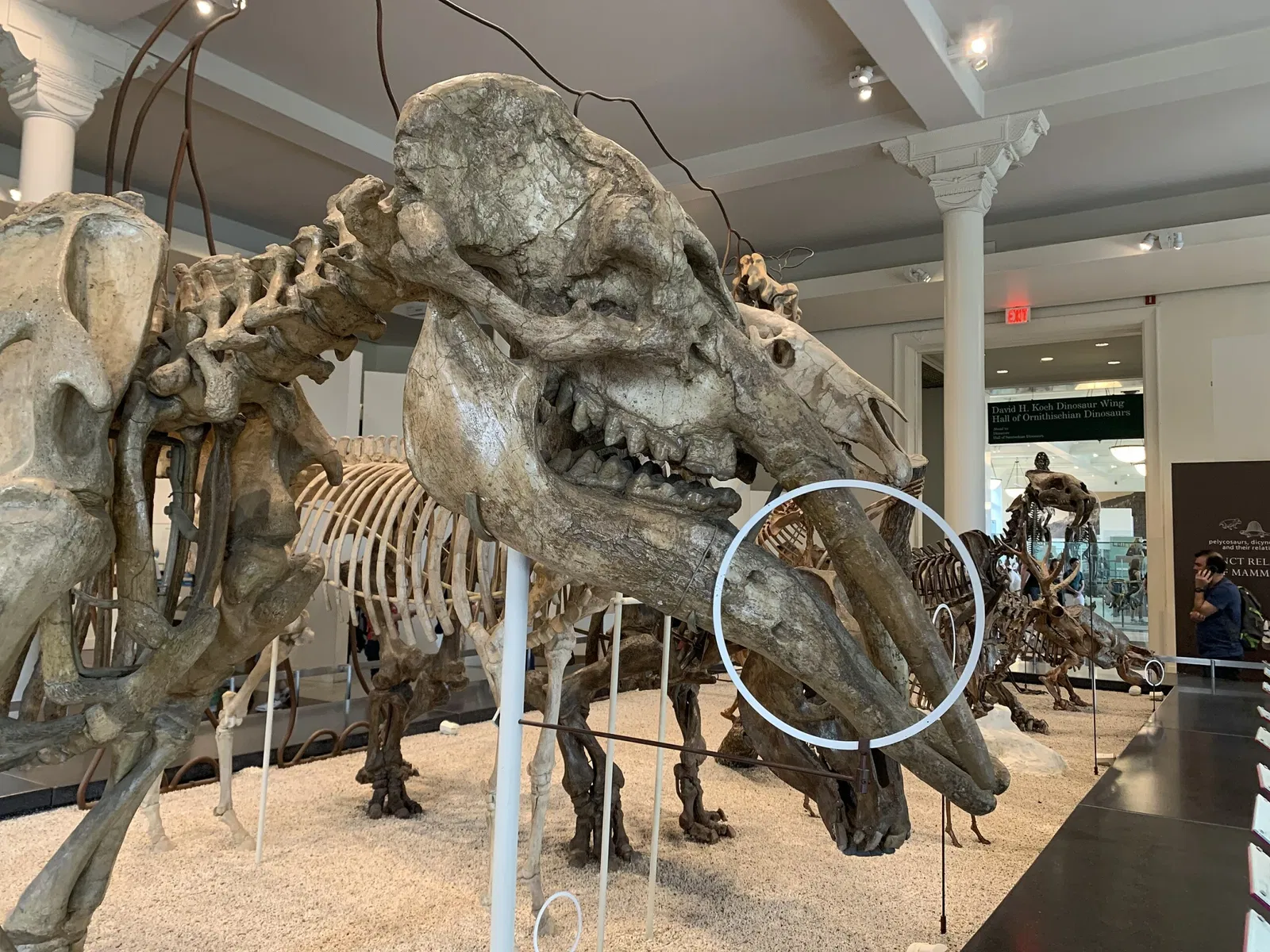 American Museum of Natural History